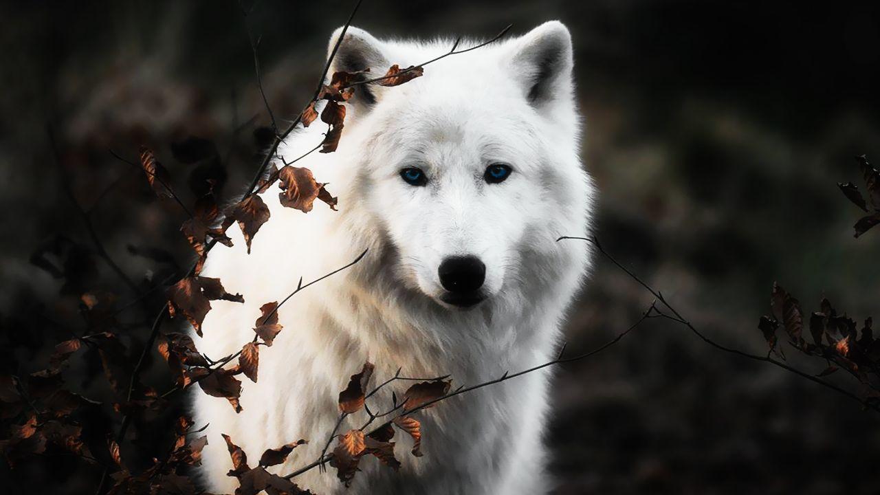 White Wolves Wallpaper Gallery (72 Plus) PIC WPW403001