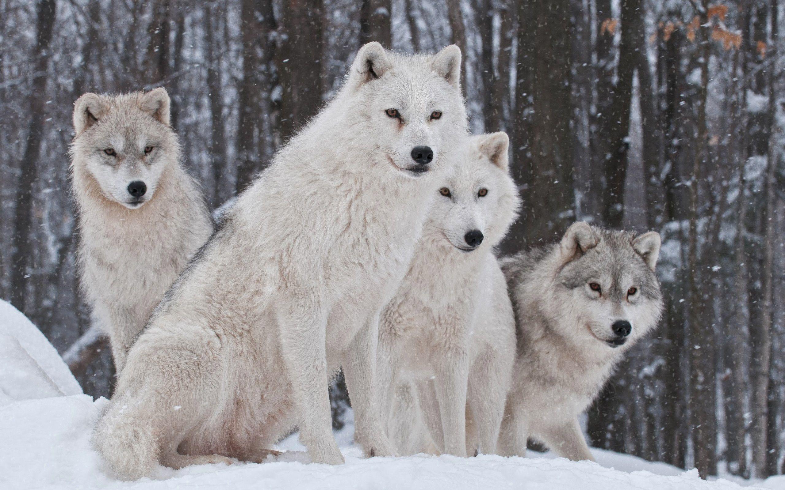 White Snow Wolves Wallpaper Quality