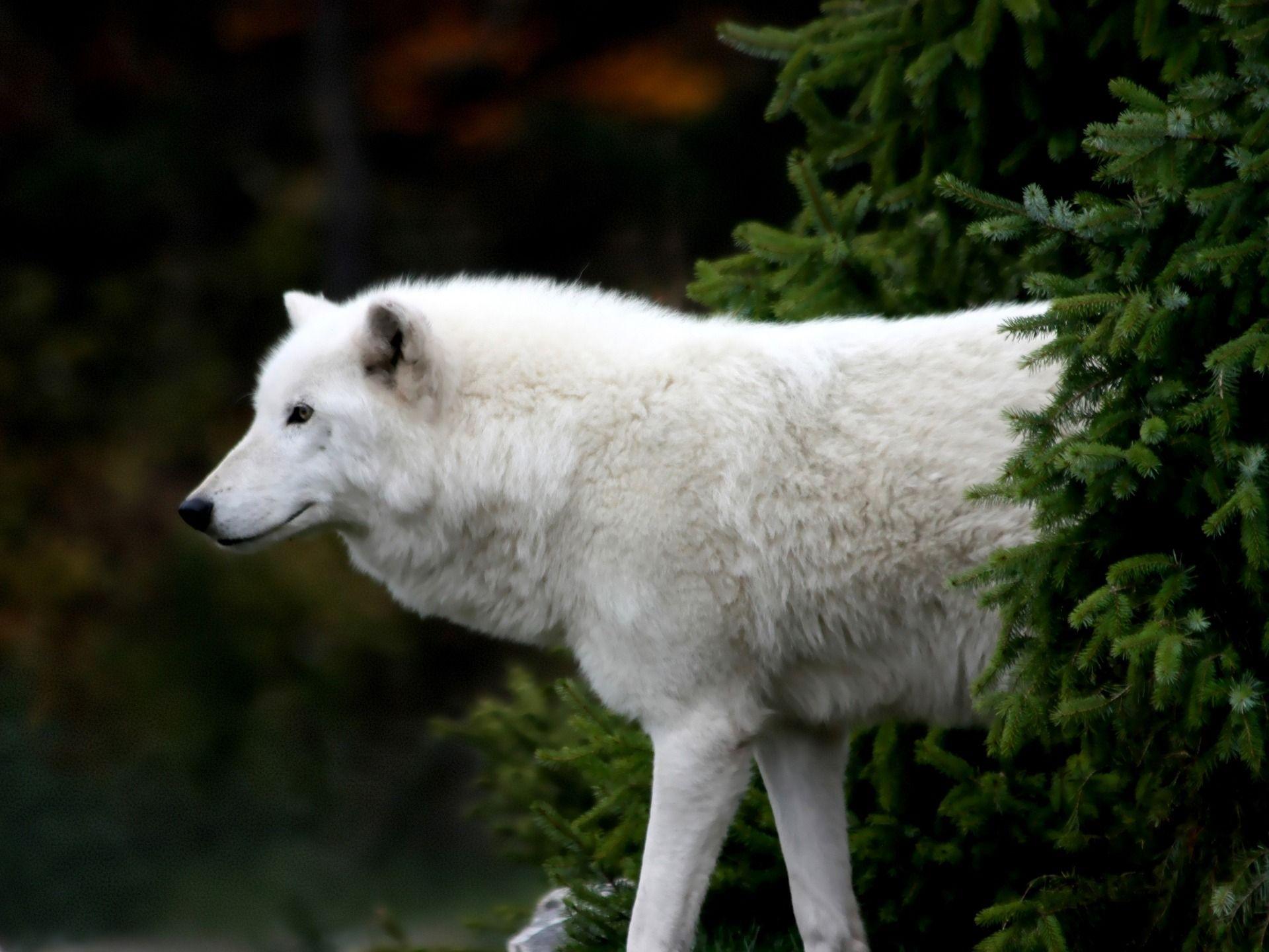 Arctic Wolf Wallpaper Wolves Animals Wallpaper in jpg format