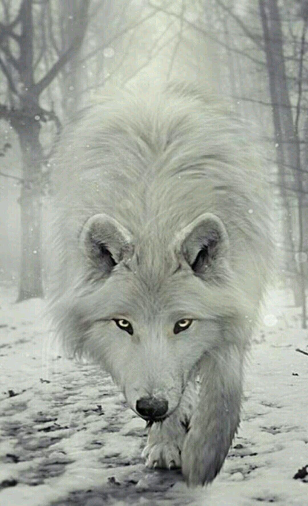 Шуба из белого волка