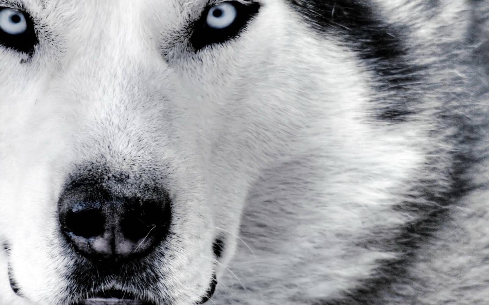 White Wolves Wallpaper Gallery (72 Plus) PIC WPW403012