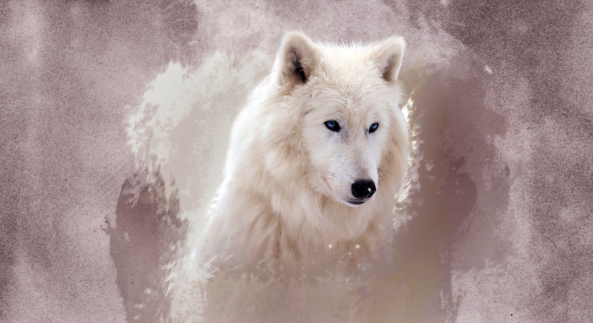 #wolves. Wolf and Wolf spirit