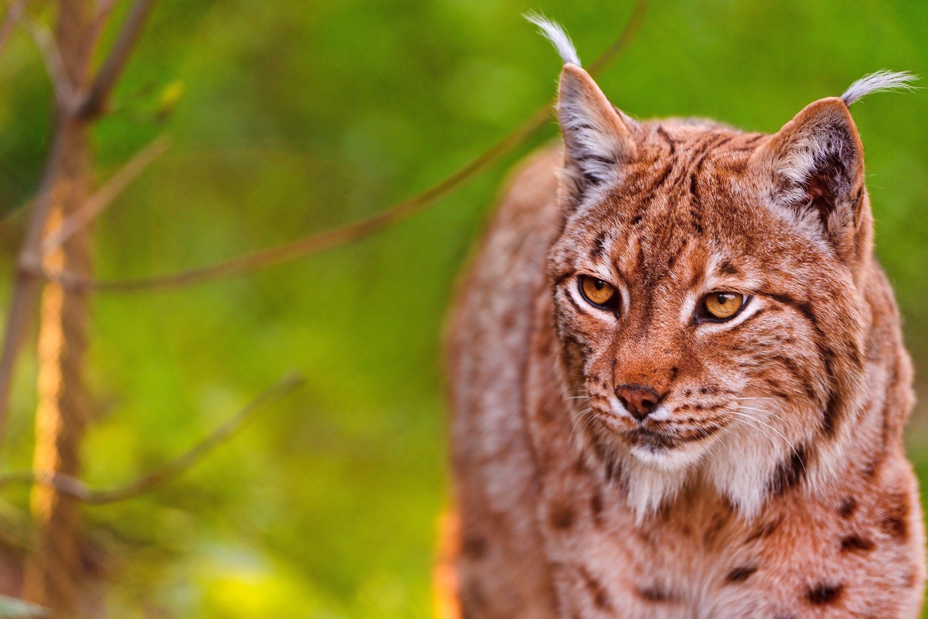 Animals Lynx Cute Animal Wallpaper For Desktop Background Full