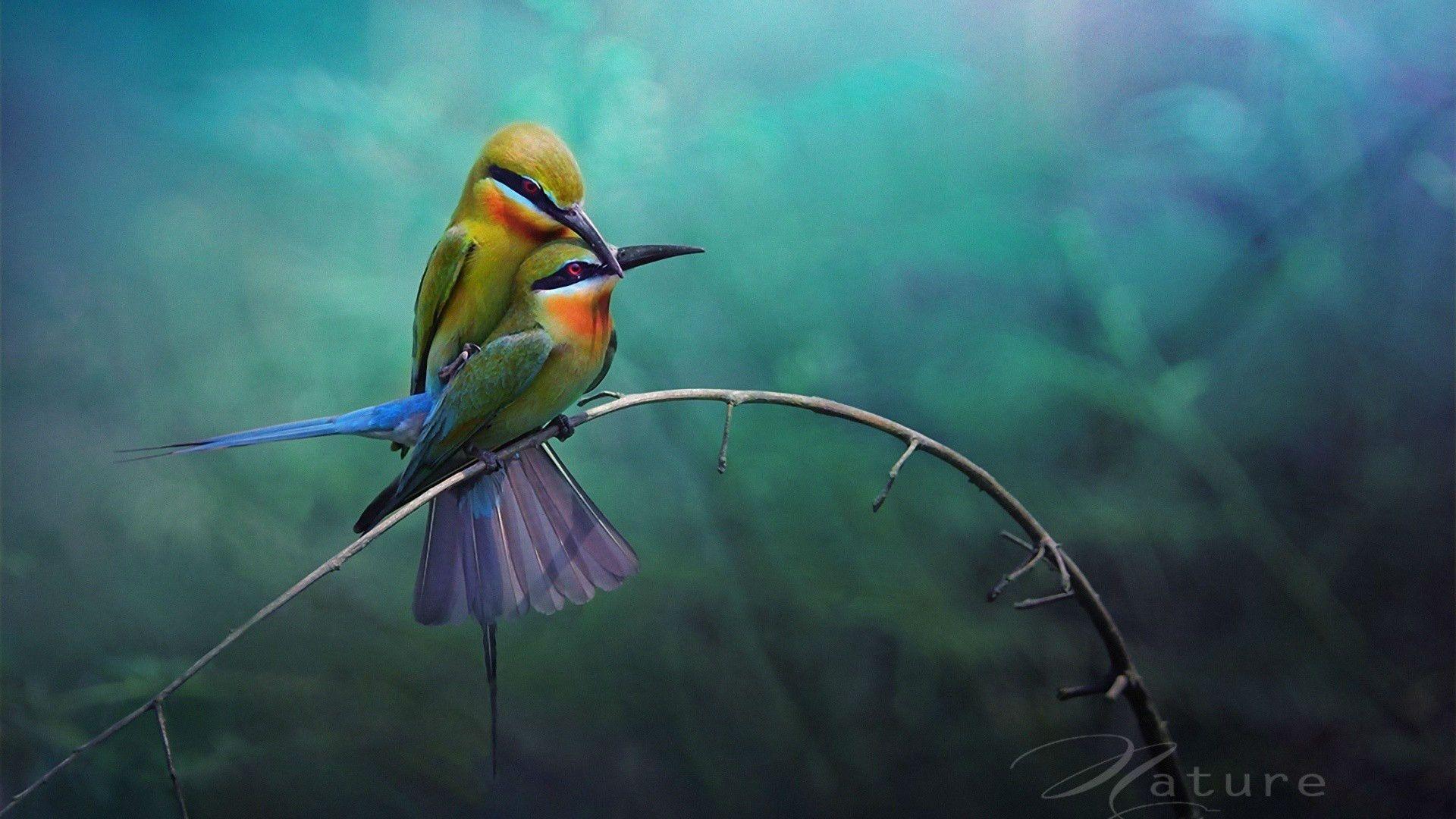 Love Birds HD Wallpaper Beautiful Loving Birds Wallpaper HD