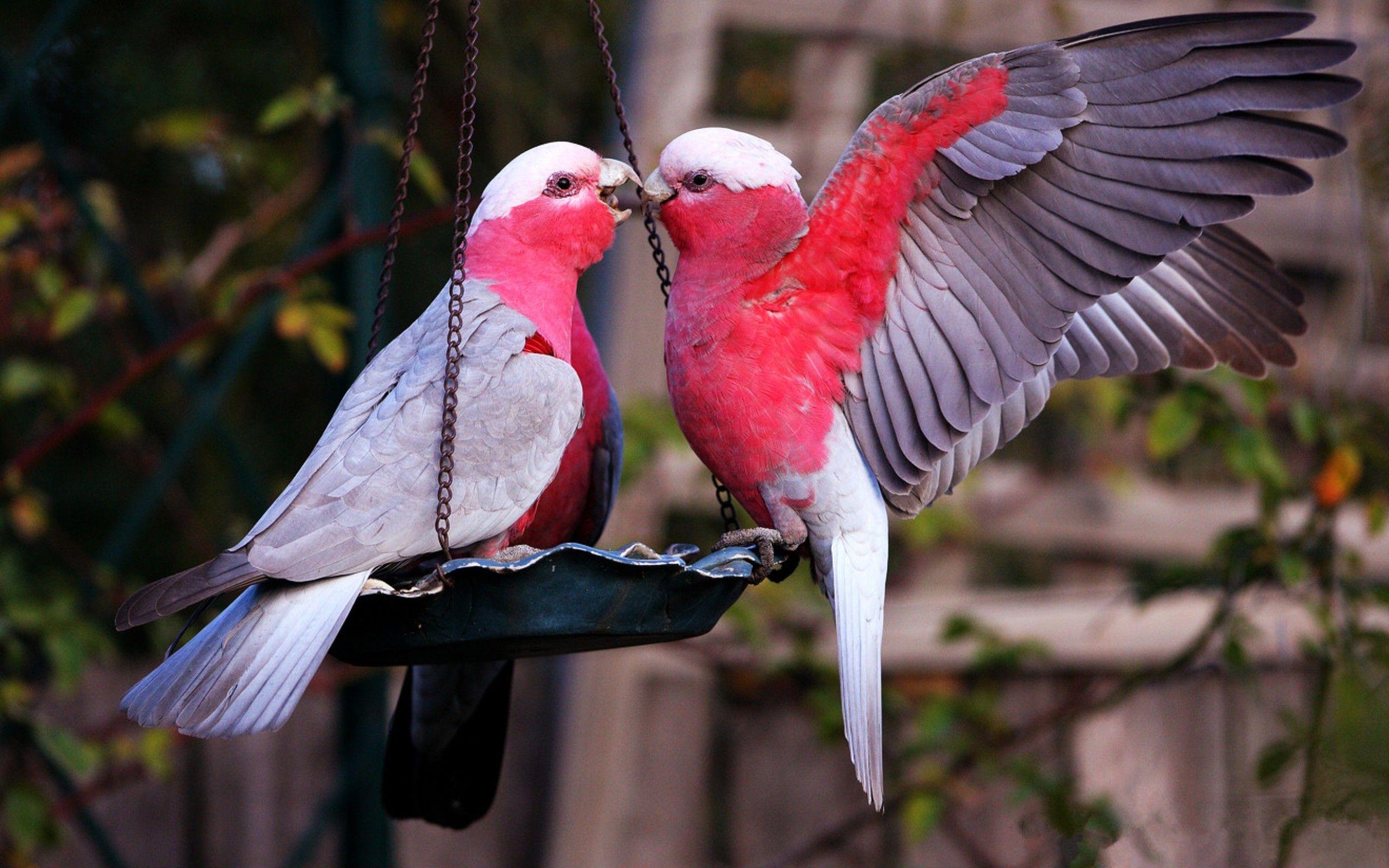 Hd Wallpaper Of Love Birds