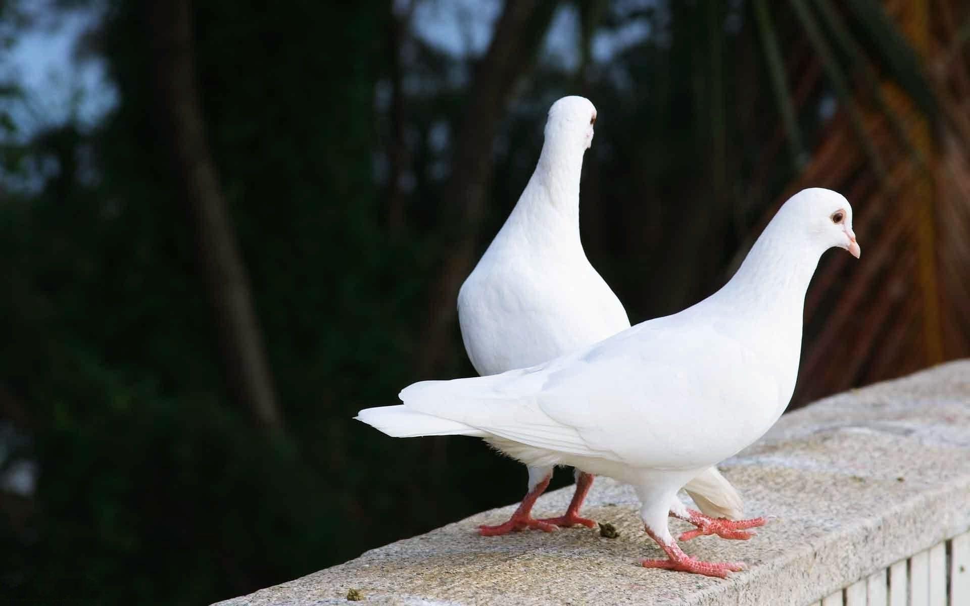 White pigeon love birds. HD Wallpaper Rocks