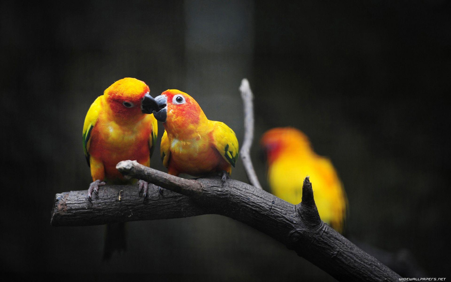 Lovebirds love birds pastal colourful rainbow pretty tropical HD  phone wallpaper  Peakpx