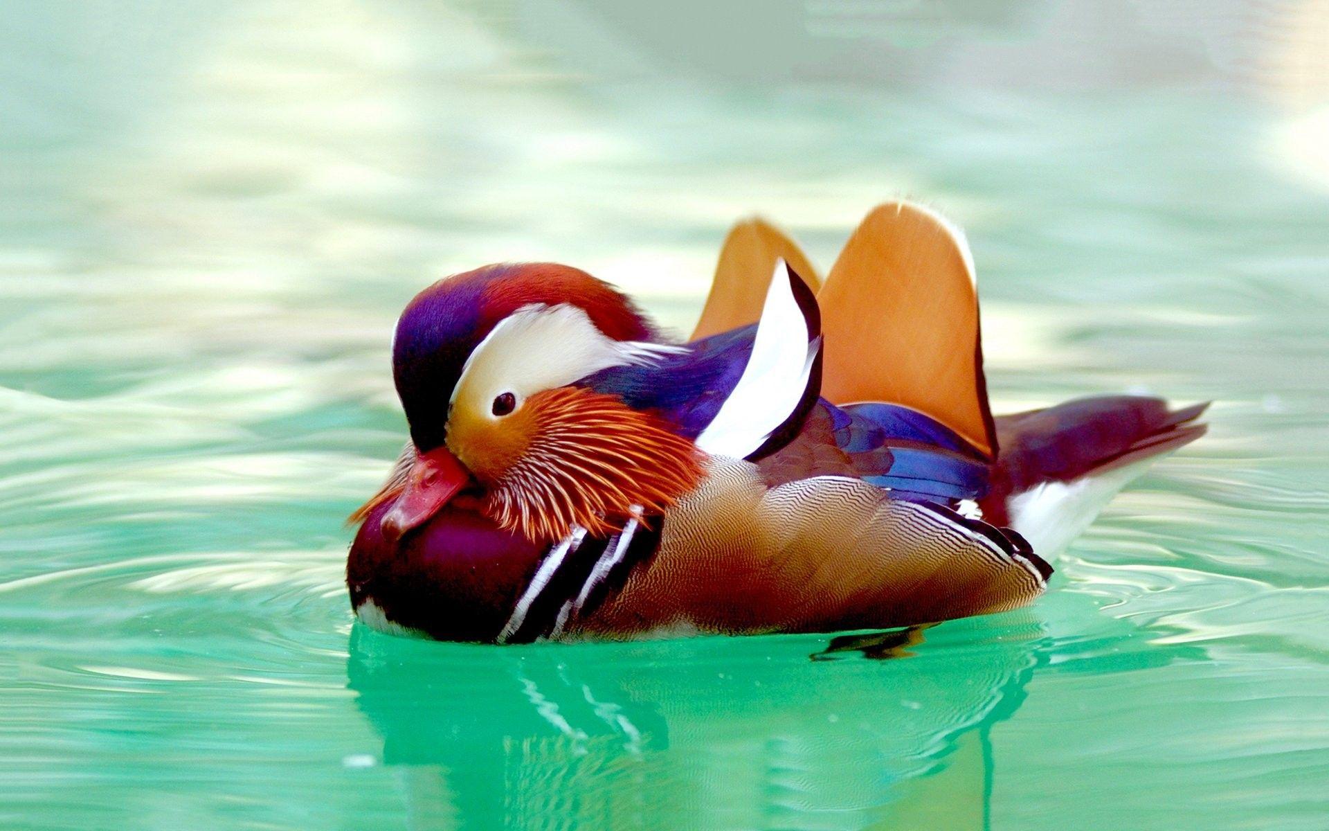 Ducks Duck Bird Mandarin Love Birds HD Wallpaper 1080p Birds