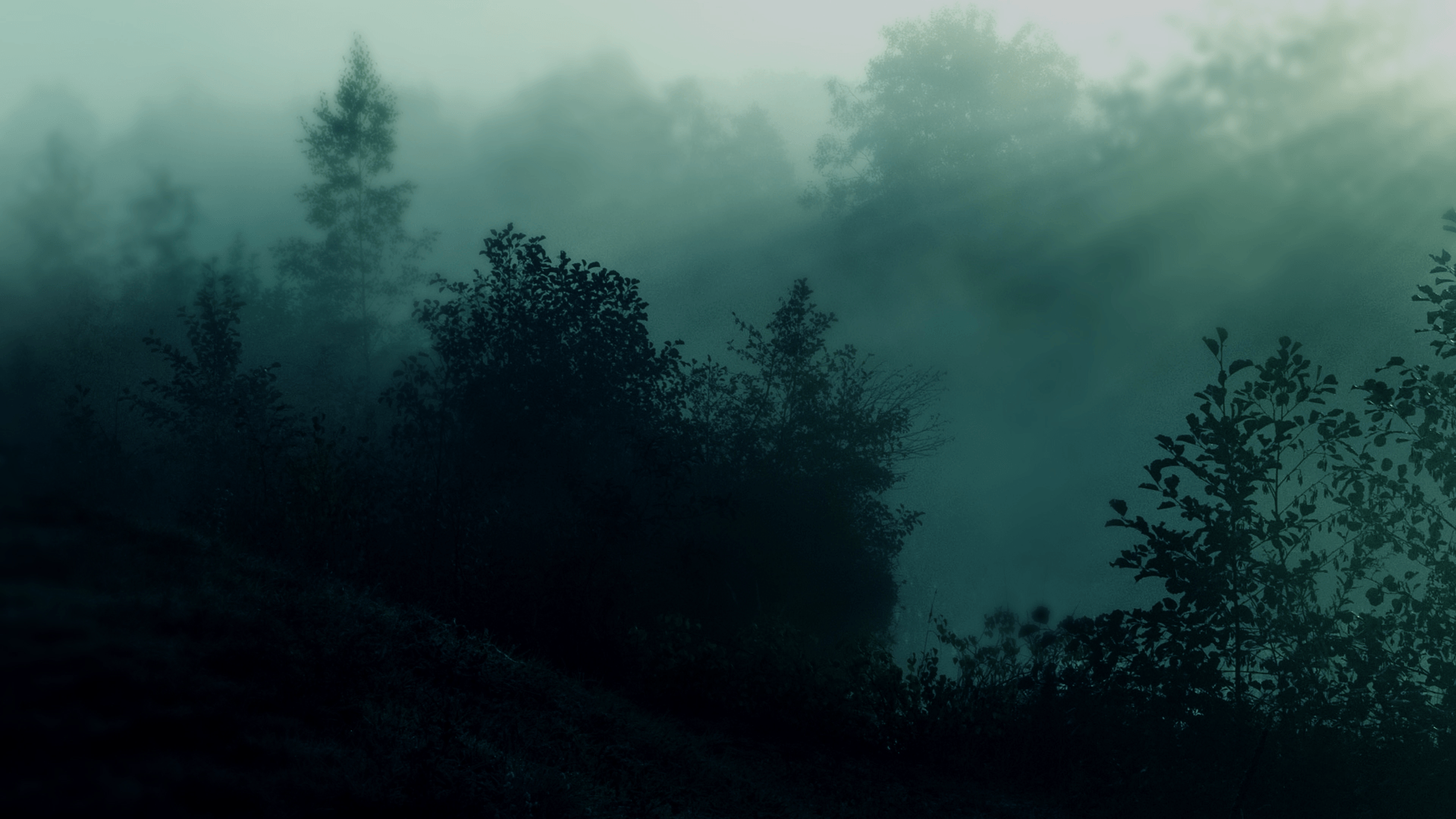 Download Wallpaper Nature Trees Dark Forest Mist Sunlight 1920x1080 HD Wallpaper on TurnLOL HD Wallpaperx1080. Forest wallpaper, Foggy forest, Dark forest