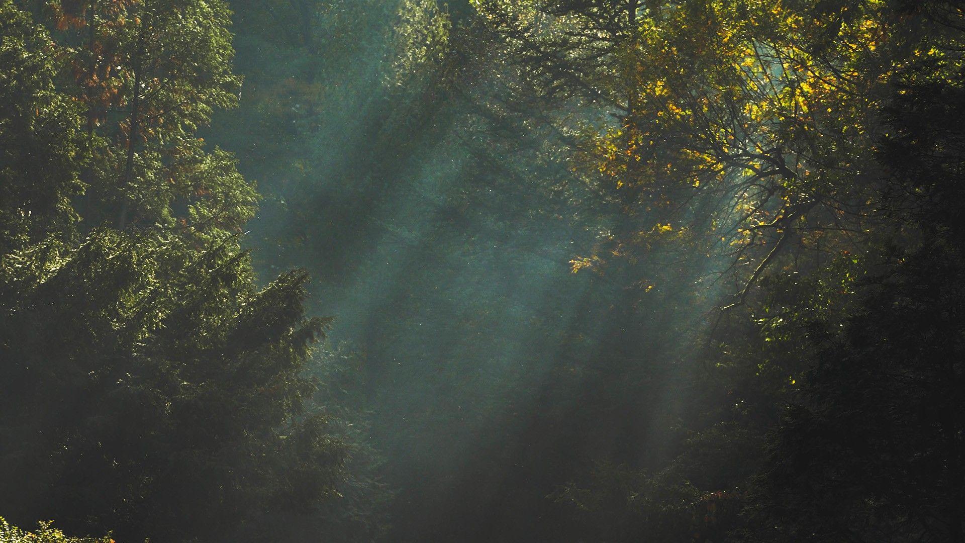 trees, Sunlight, Dark, Nature Wallpaper HD / Desktop and Mobile