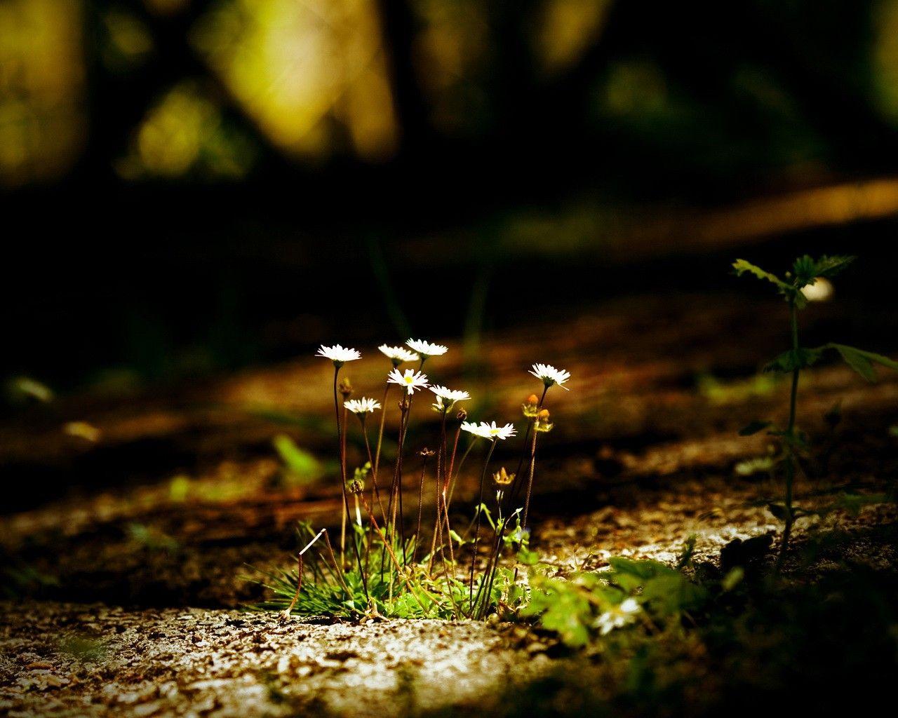 Flowers: Passing Light Flowers Forest Dark Nature Gallery for HD 16