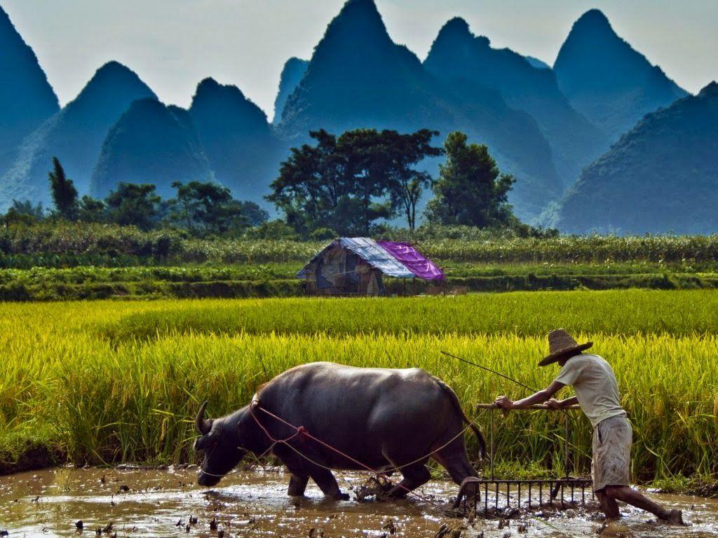 Nature Wallpaper Nature Wallpaper: Best Natural Farming