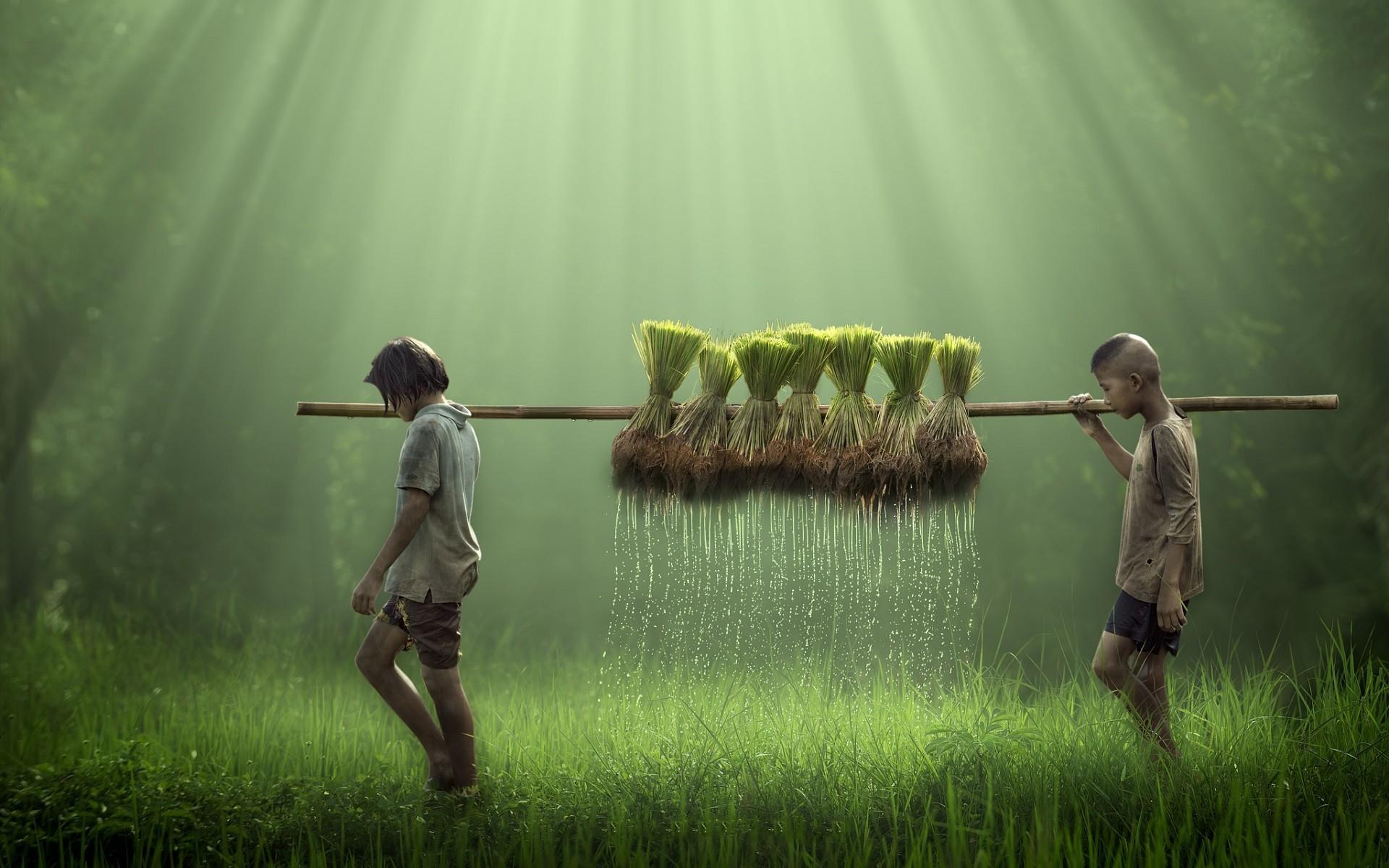 Childrens Farming Rice HD Wallpaper