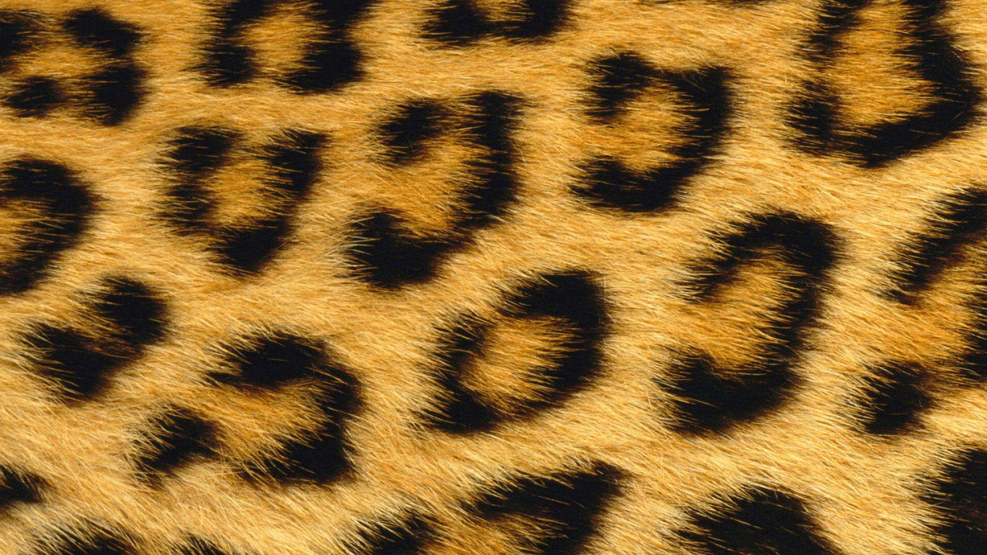 Leopard Print Wallpapers HD