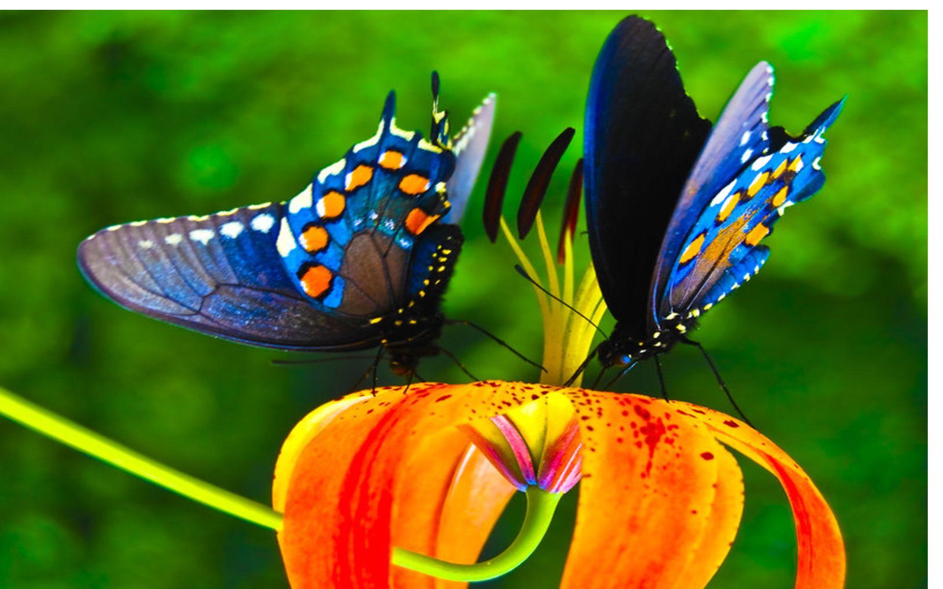 Colorful Butterfly Nice Hd Wallpaper