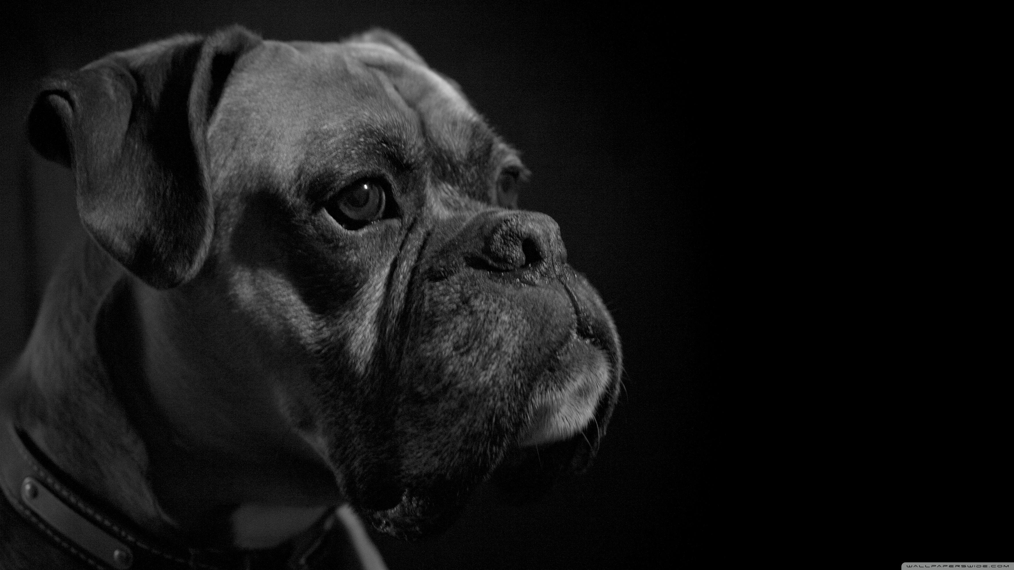 Boxer ❤ 4K HD Desktop Wallpaper for 4K Ultra HD TV • Wide & Ultra