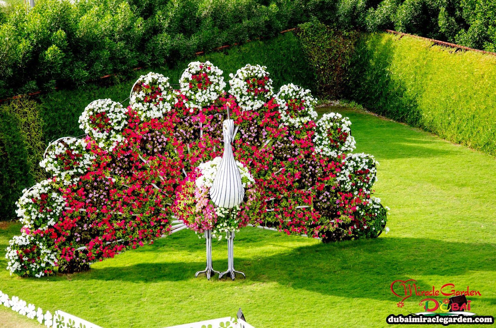 Wallpaper Dubai Miracle Garden The Worlds Biggest Natural Flower On
