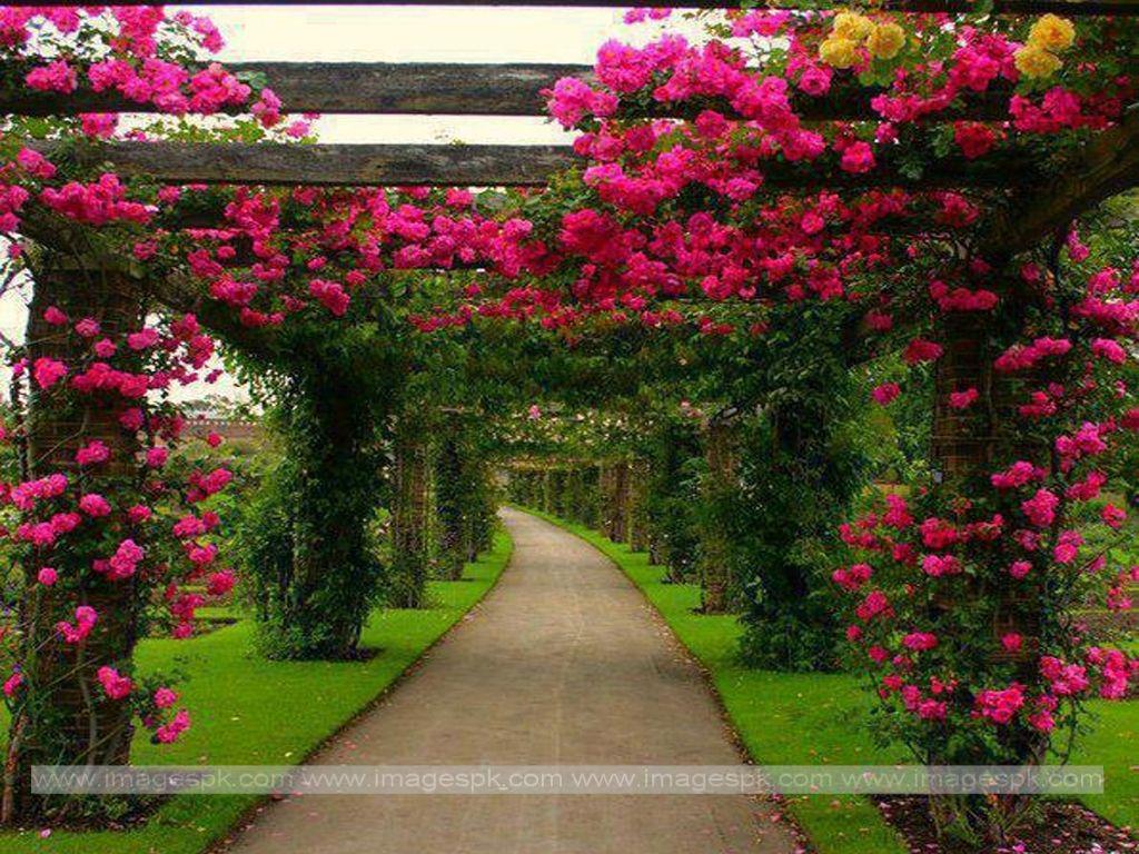 beautiful wallpapers of flower gardens
