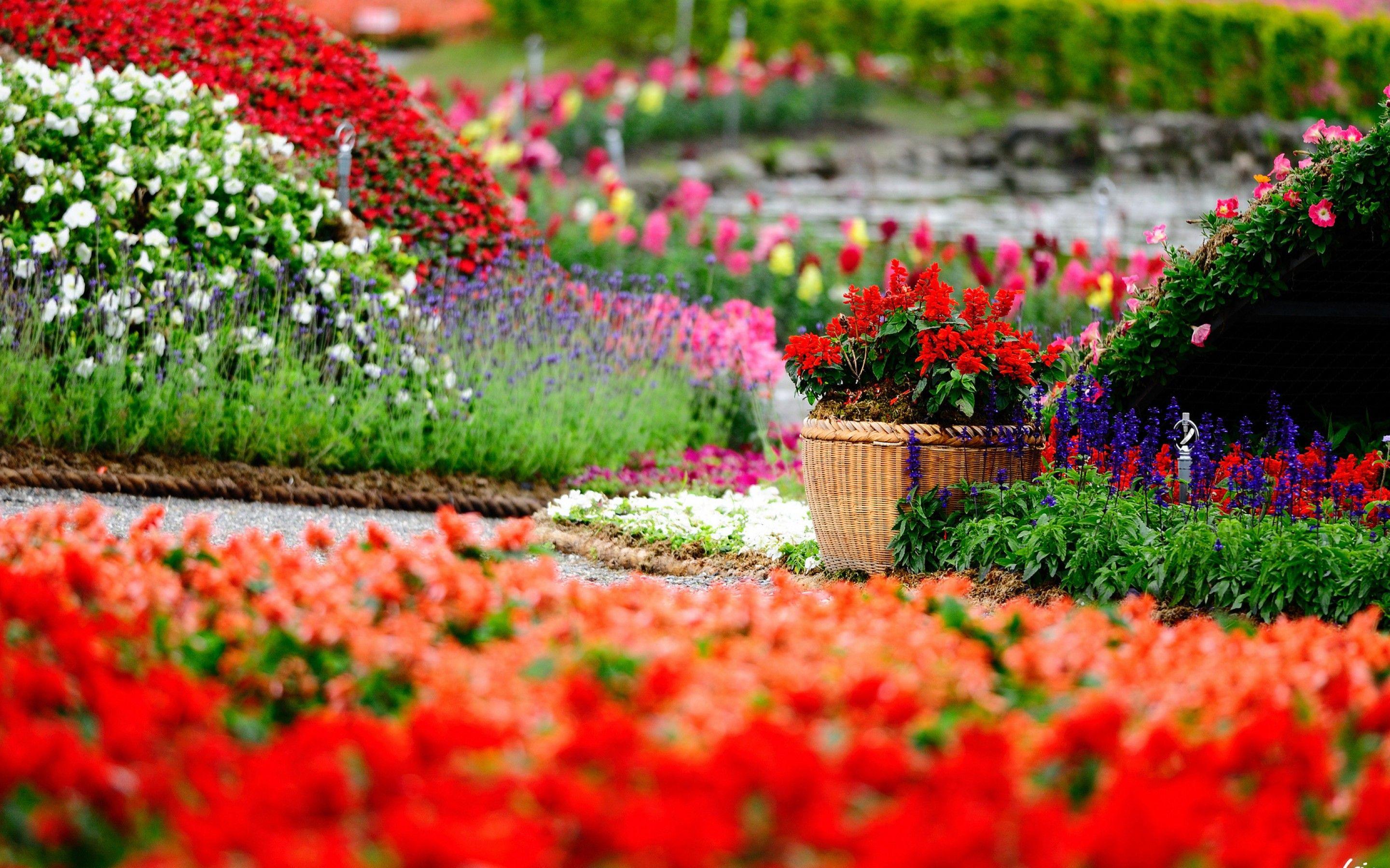 Flowers Garden HD Wallpaper Free For Desktop