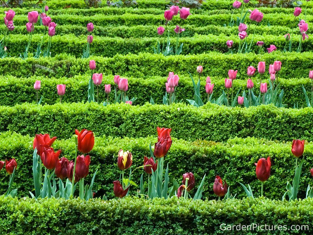 Flowers In A Garden Flower Garden Wallpaper
