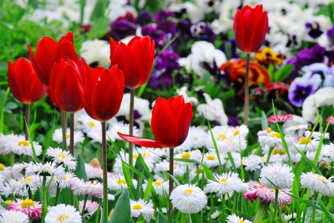 Flower: Spring Flowers Colorful Pansies Grass White Red Natural