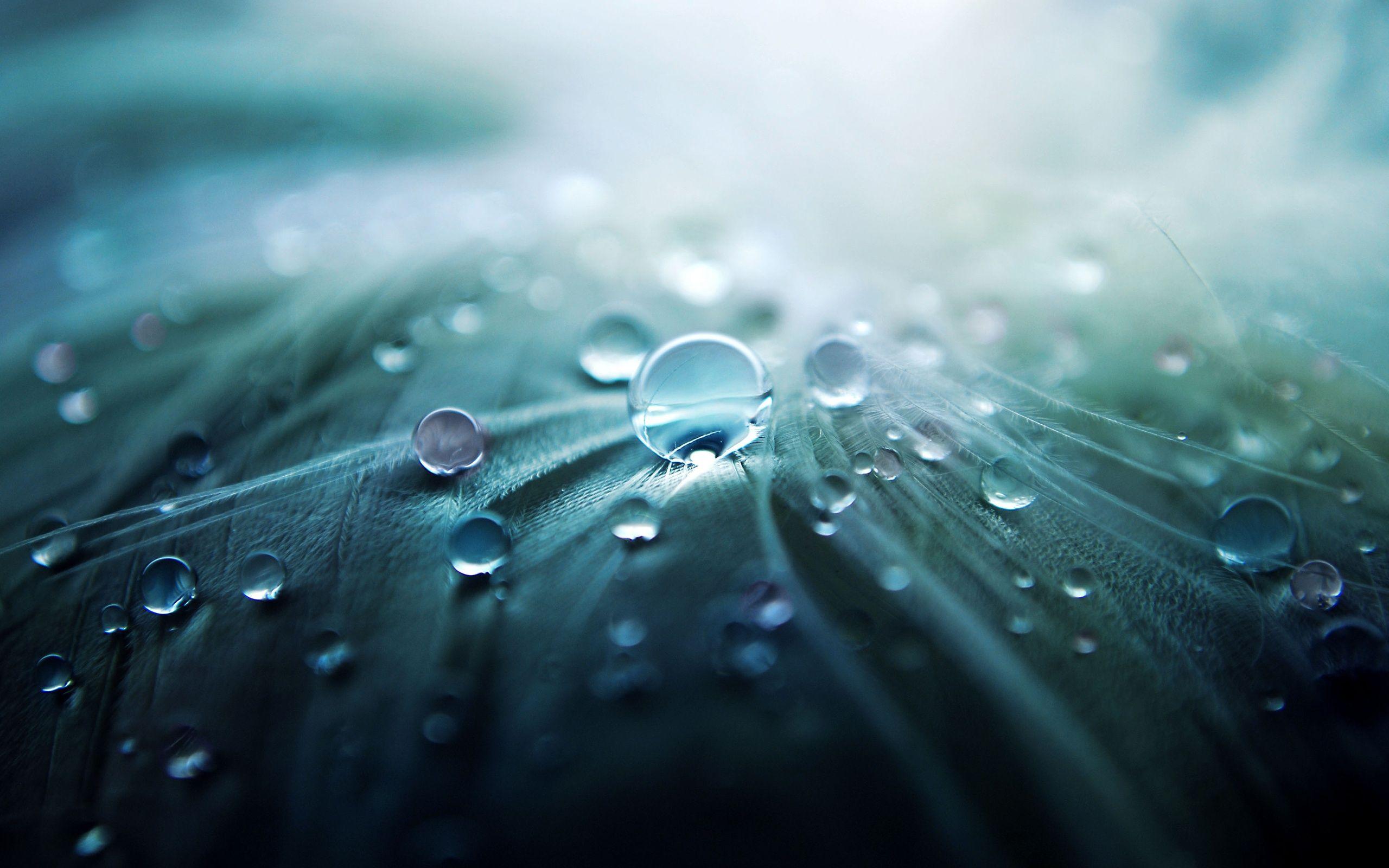 Water Drop Full HD Wallpaper and Background Imagex1600