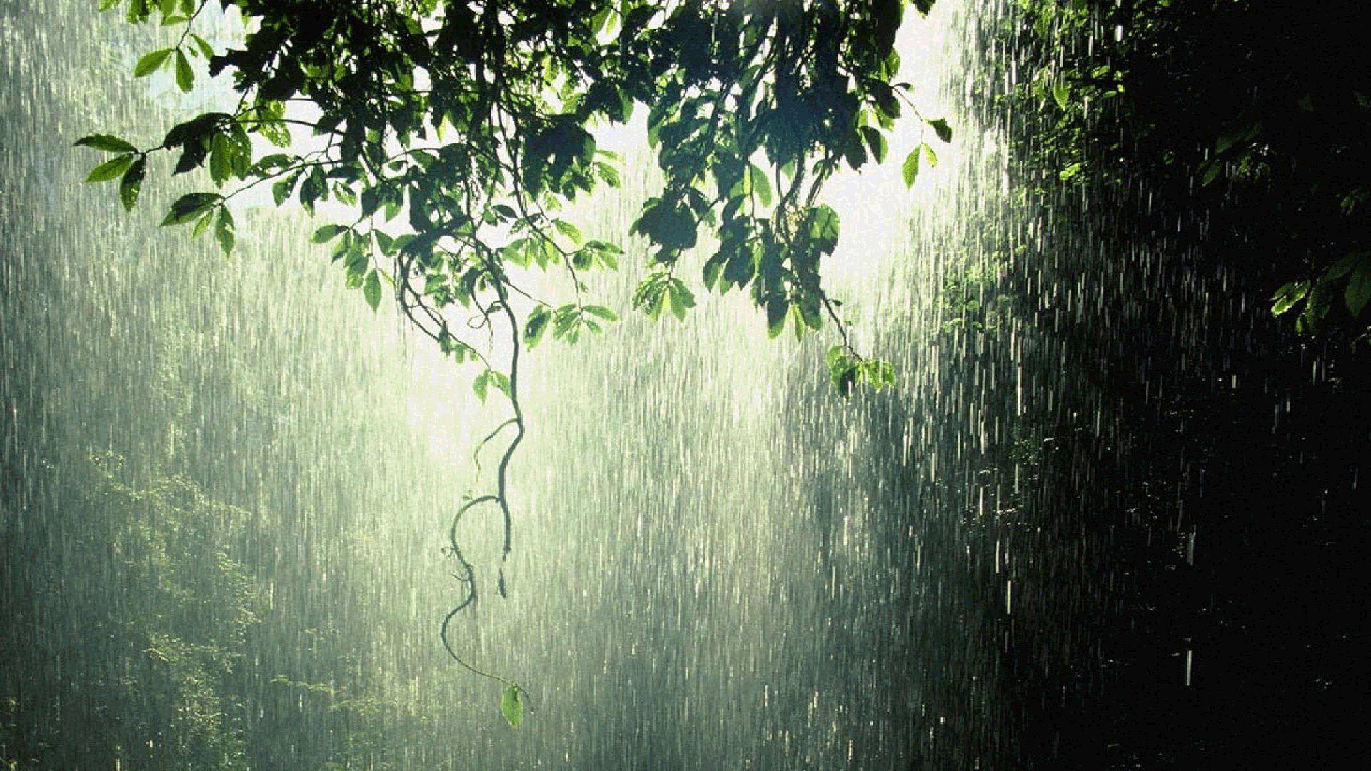 raining in forest Full HD Wallpaper and Background Imagex1080