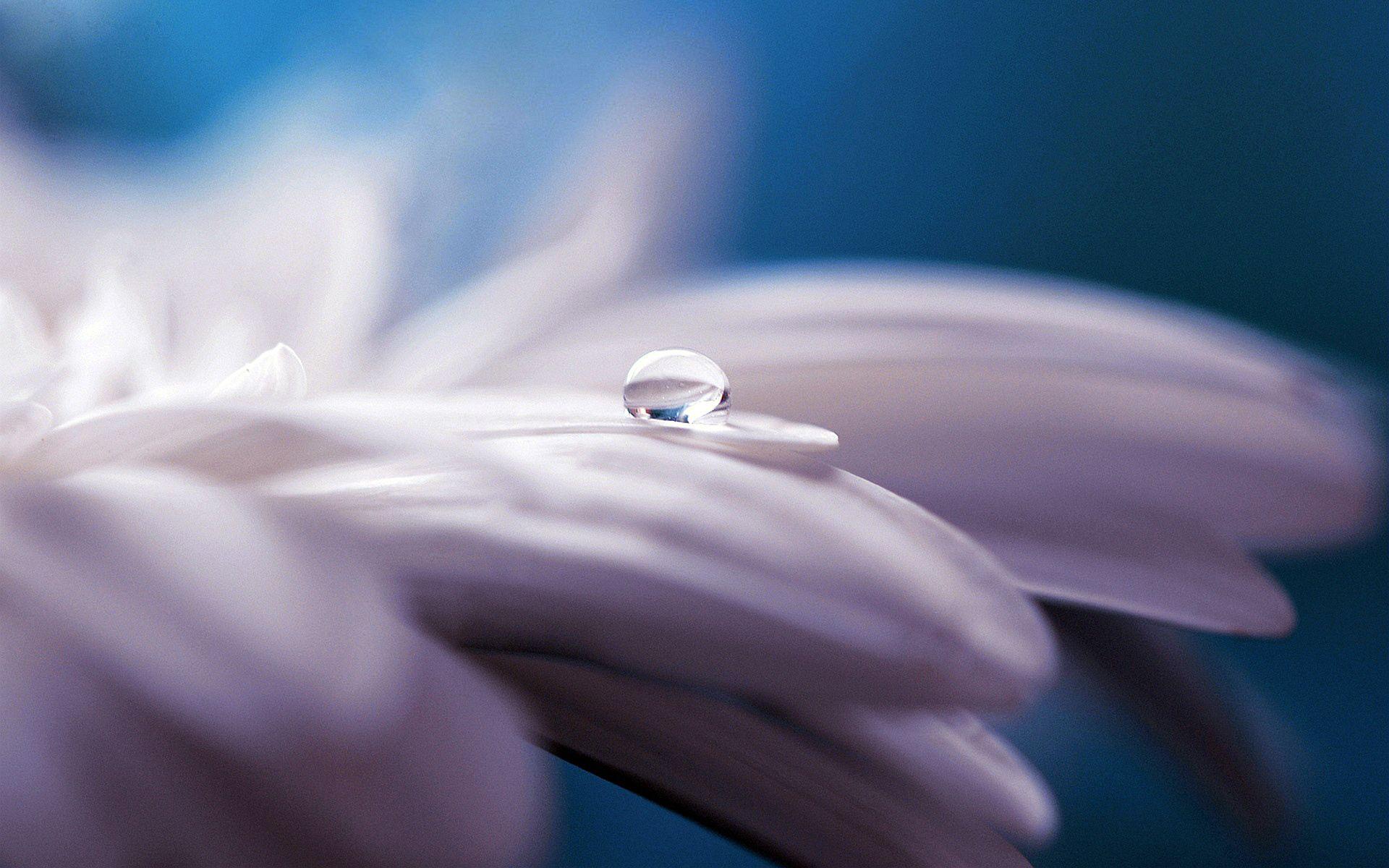 Pure Water Drop Flower Wallpaper