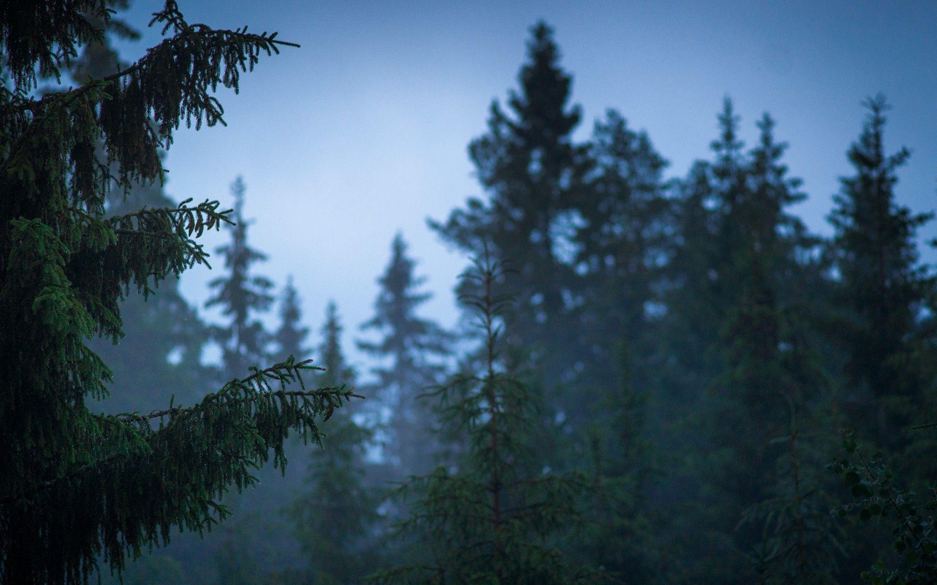 Finland nature forest after rain summer trees wallpaperx1200