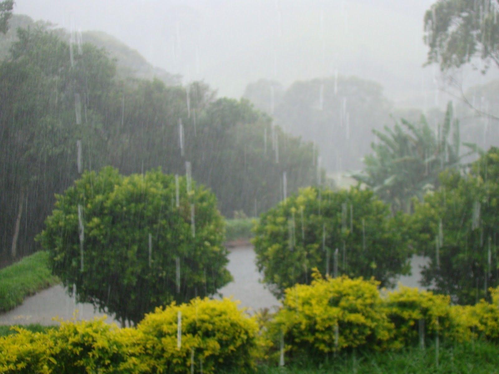 Forests: Forest Rain Raining Rainy HD Desktop Wallpaper for HD 16:9