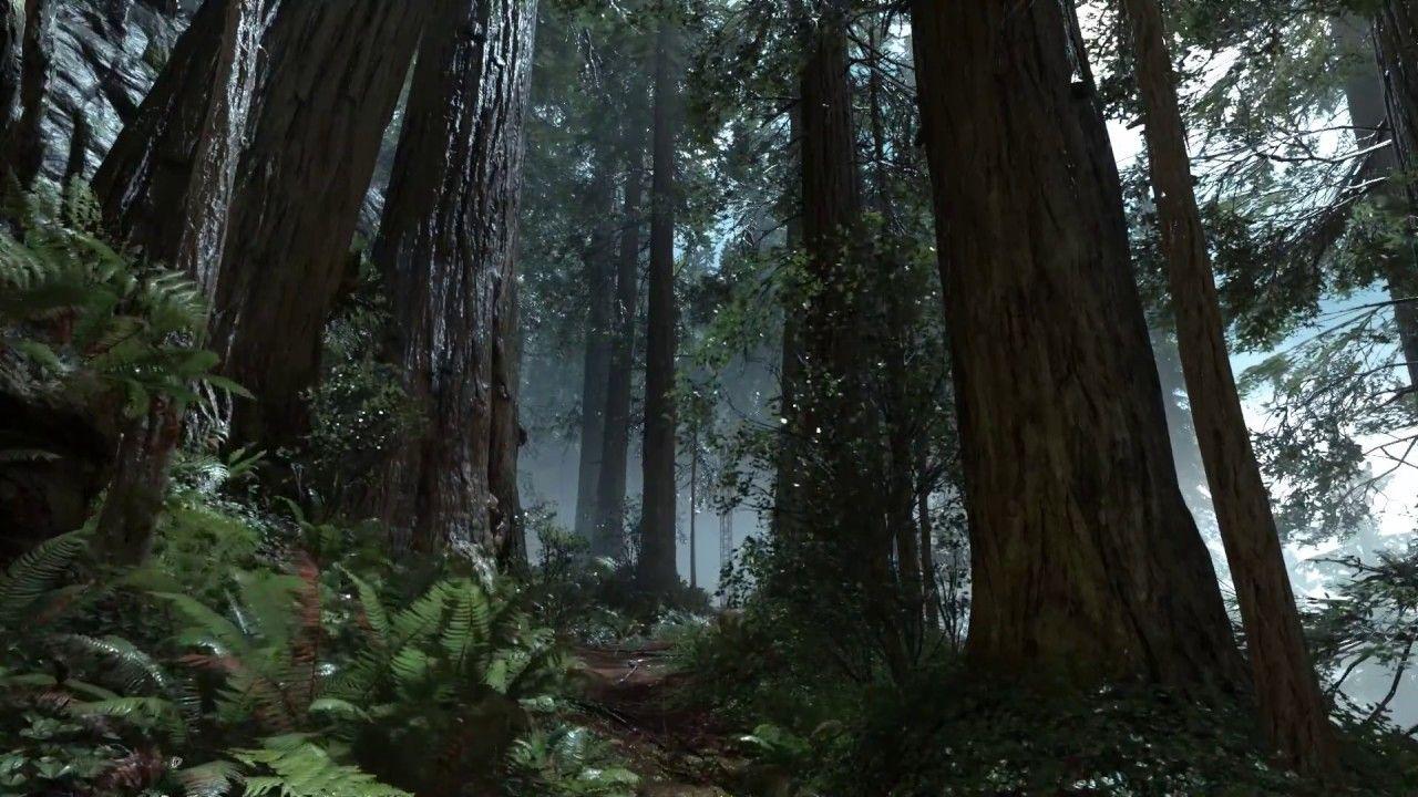 Endor Forrest Rain Wallpaper Dreamscene