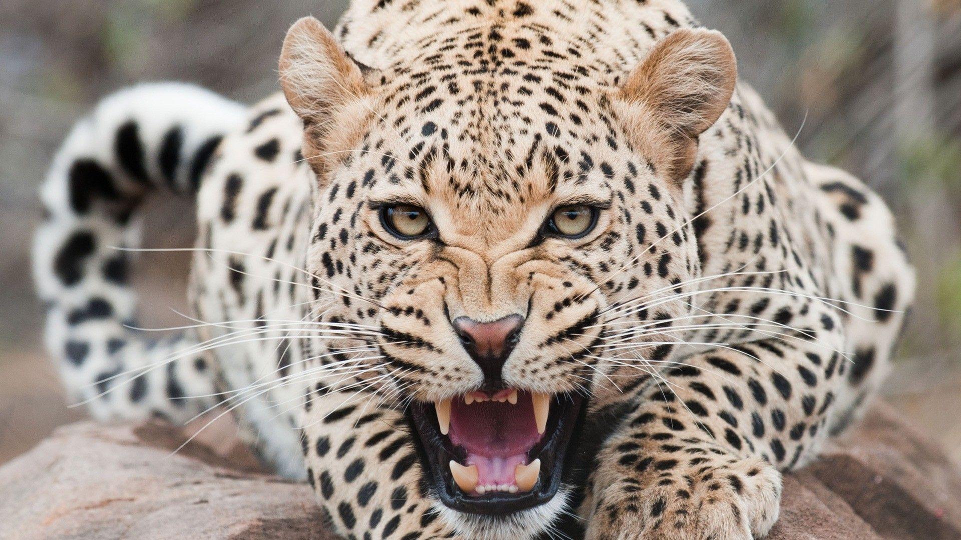 leopard Full HD Wallpaper and Background Imagex1080