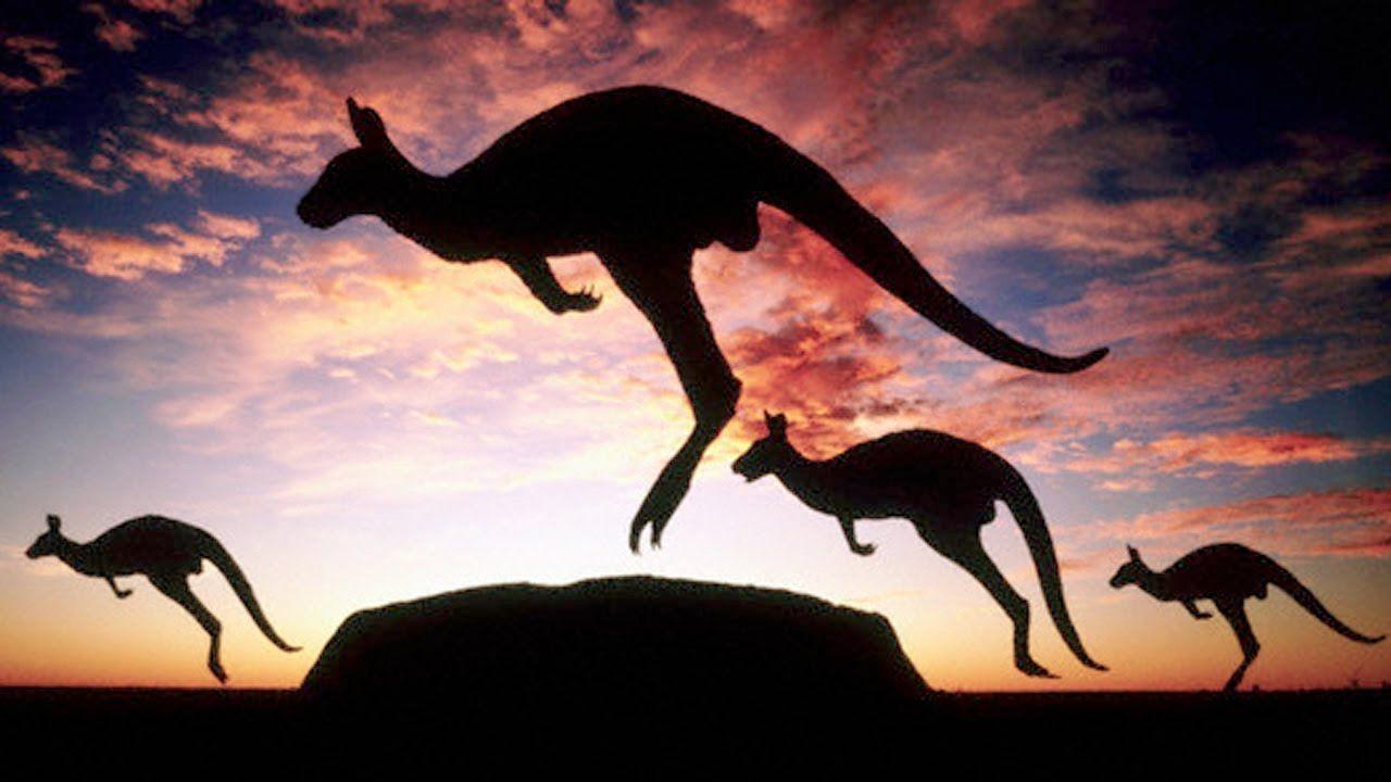 Discovery Animals Documentary The Kangaroo King Wild Discovery