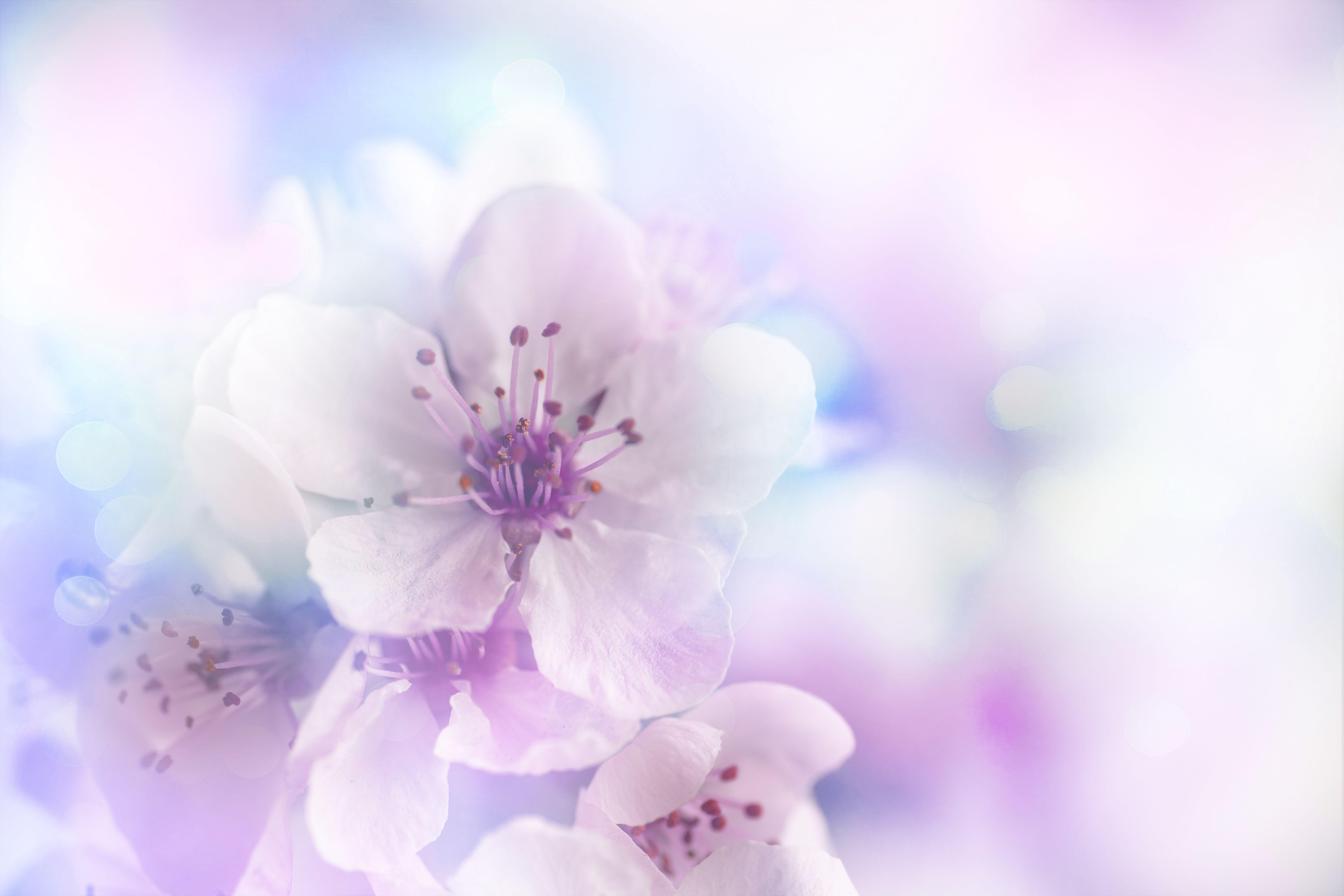 Floral Background Quality Image