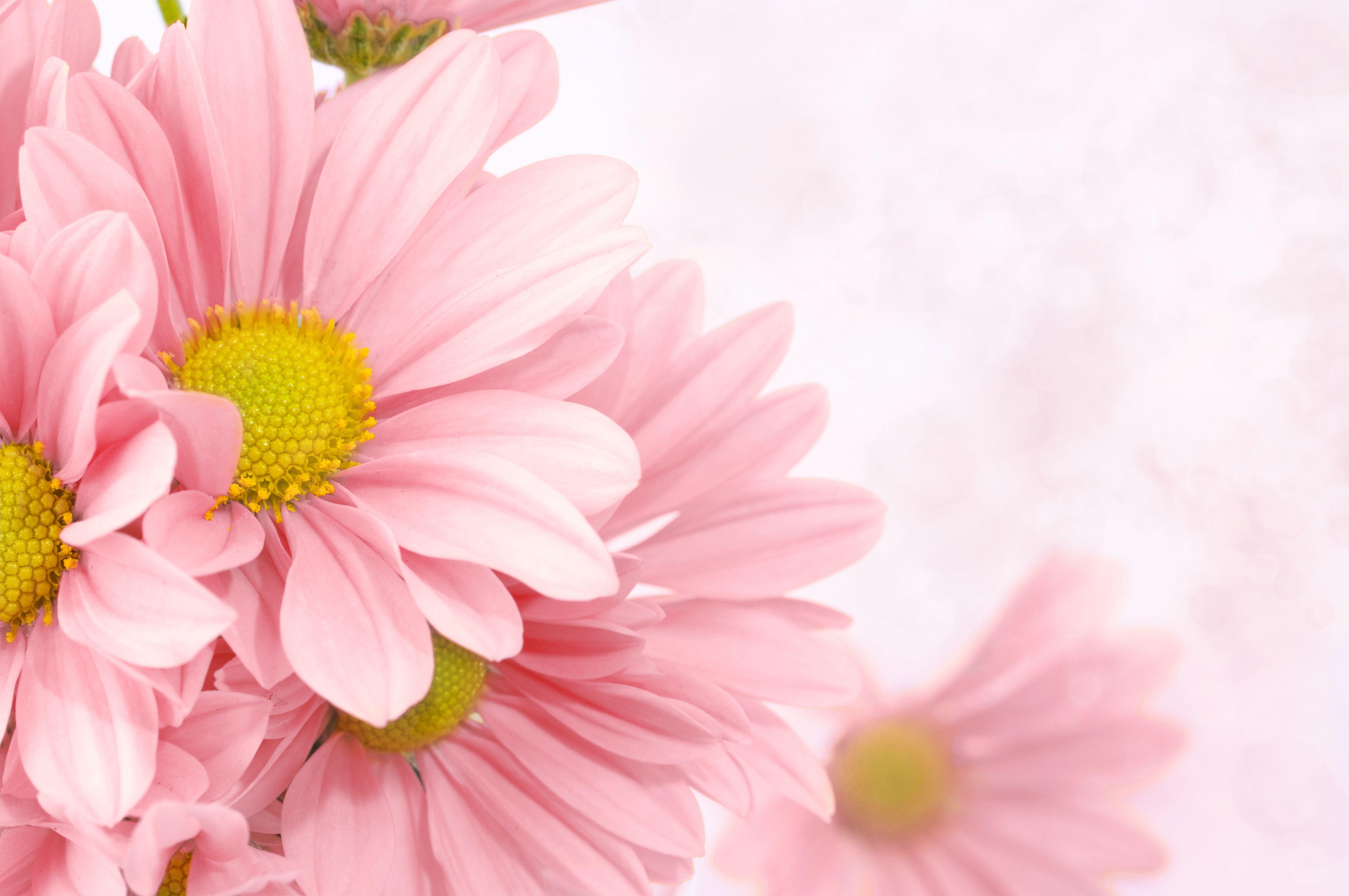 Soft Pink Floral Background Quality