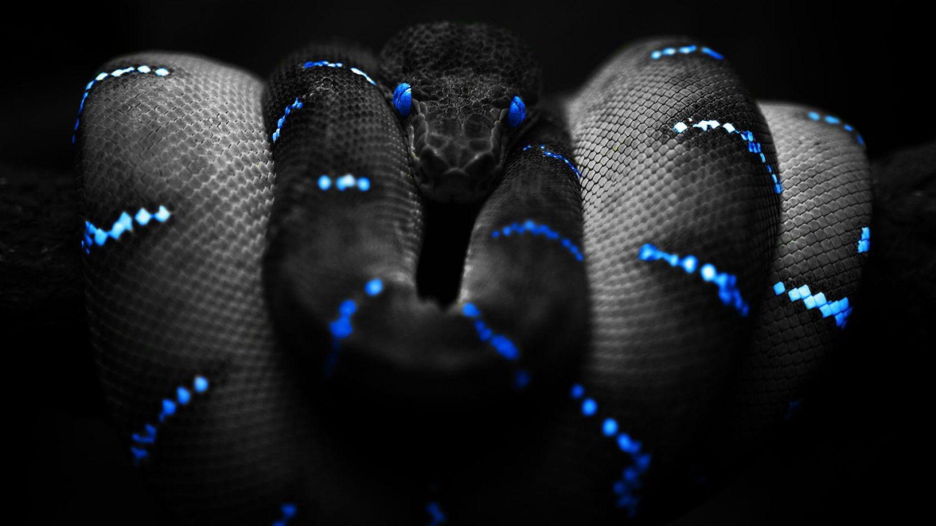 Desktop HD Ring Snake Image