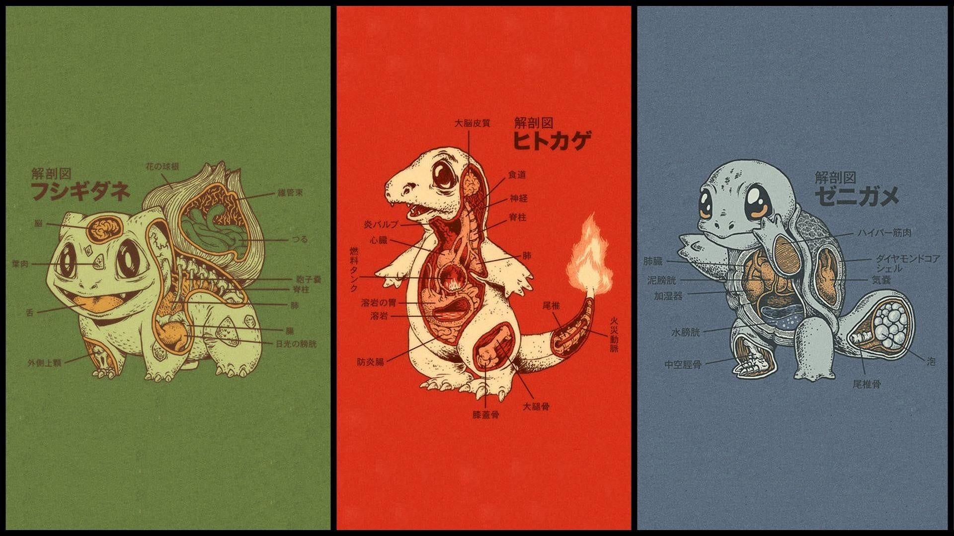 Bulbasaur, Charmander, and Squirtle Pokemon anatomy wallpaper HD