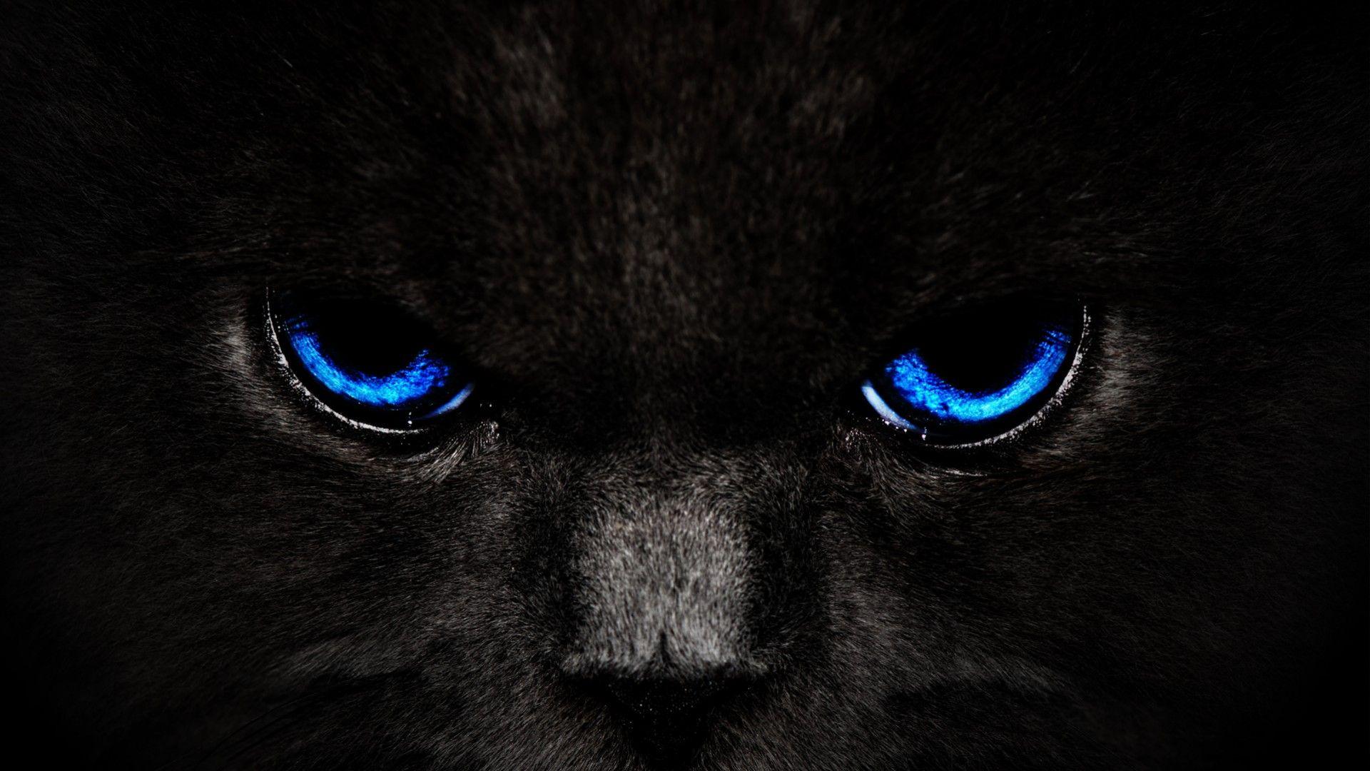 black cat blue eyes wide wallpaper HD black cat blue eyes
