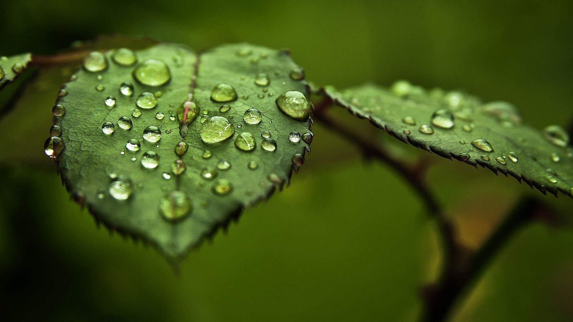 Waterdrop Tag wallpaper Leaf Rain Raindrop Waterdrop Water Drops