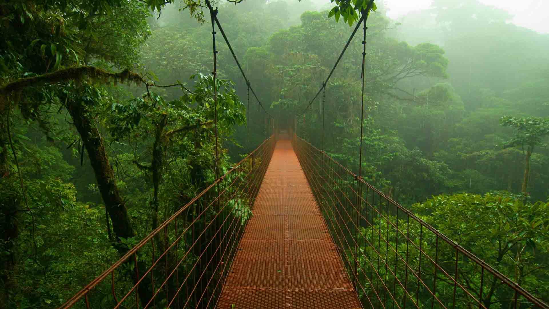 Monsoon season forest bridge beautiful nature HD wallpaper