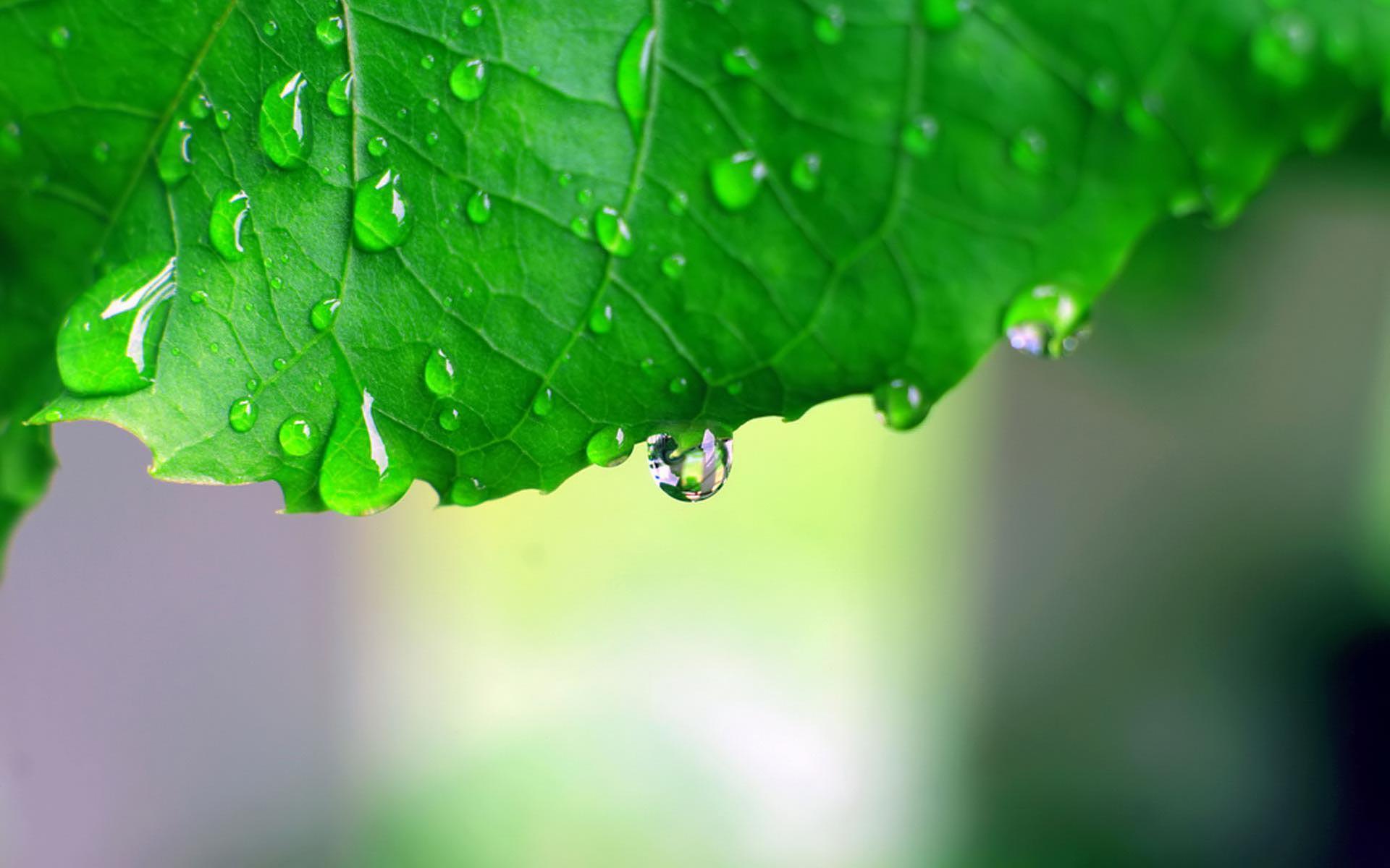 Monsoon Leaf HD desktop wallpaper, Widescreen, High Definition