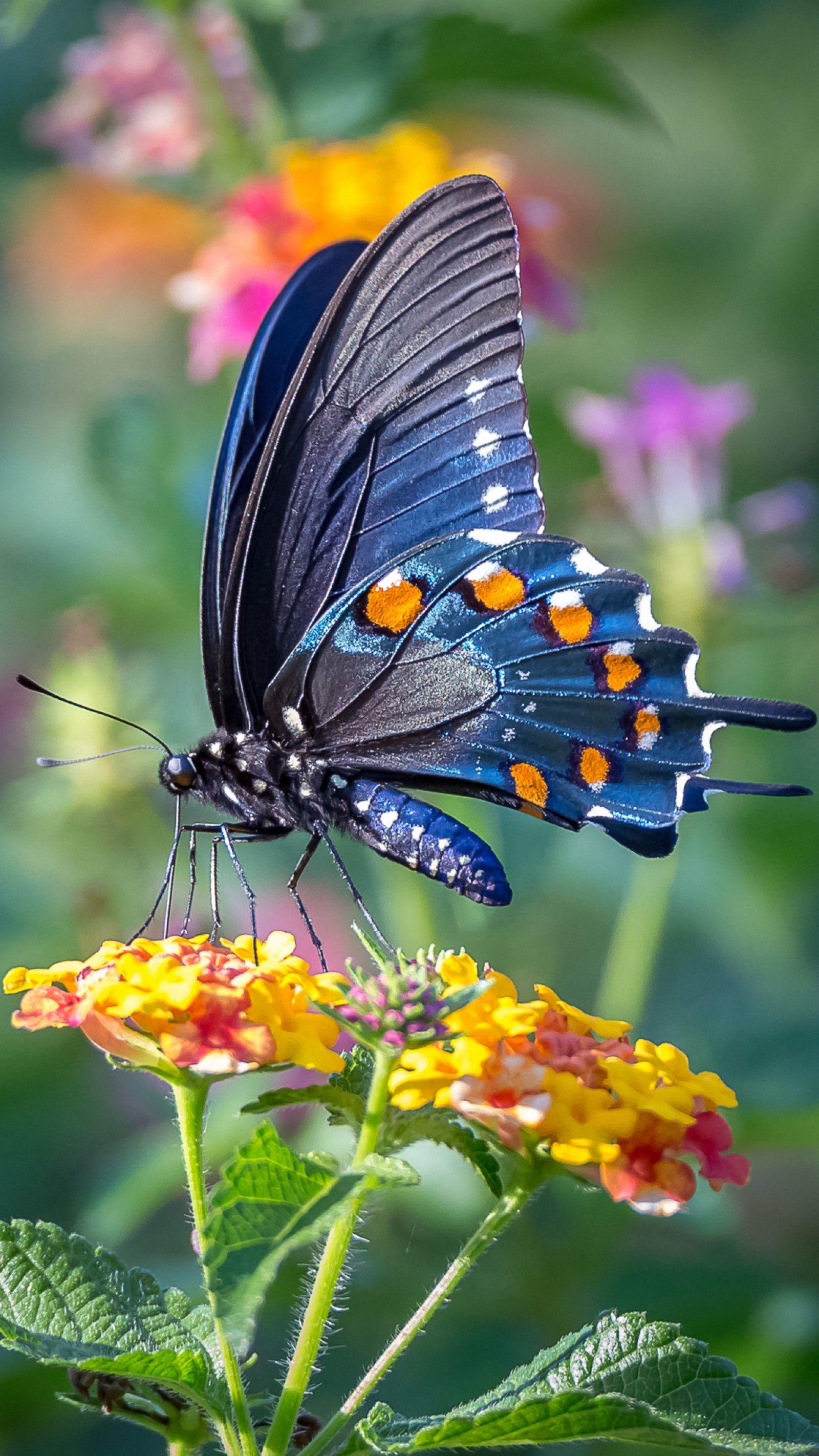 Free butterfly Wallpaper for android Fresh Latest Beautiful