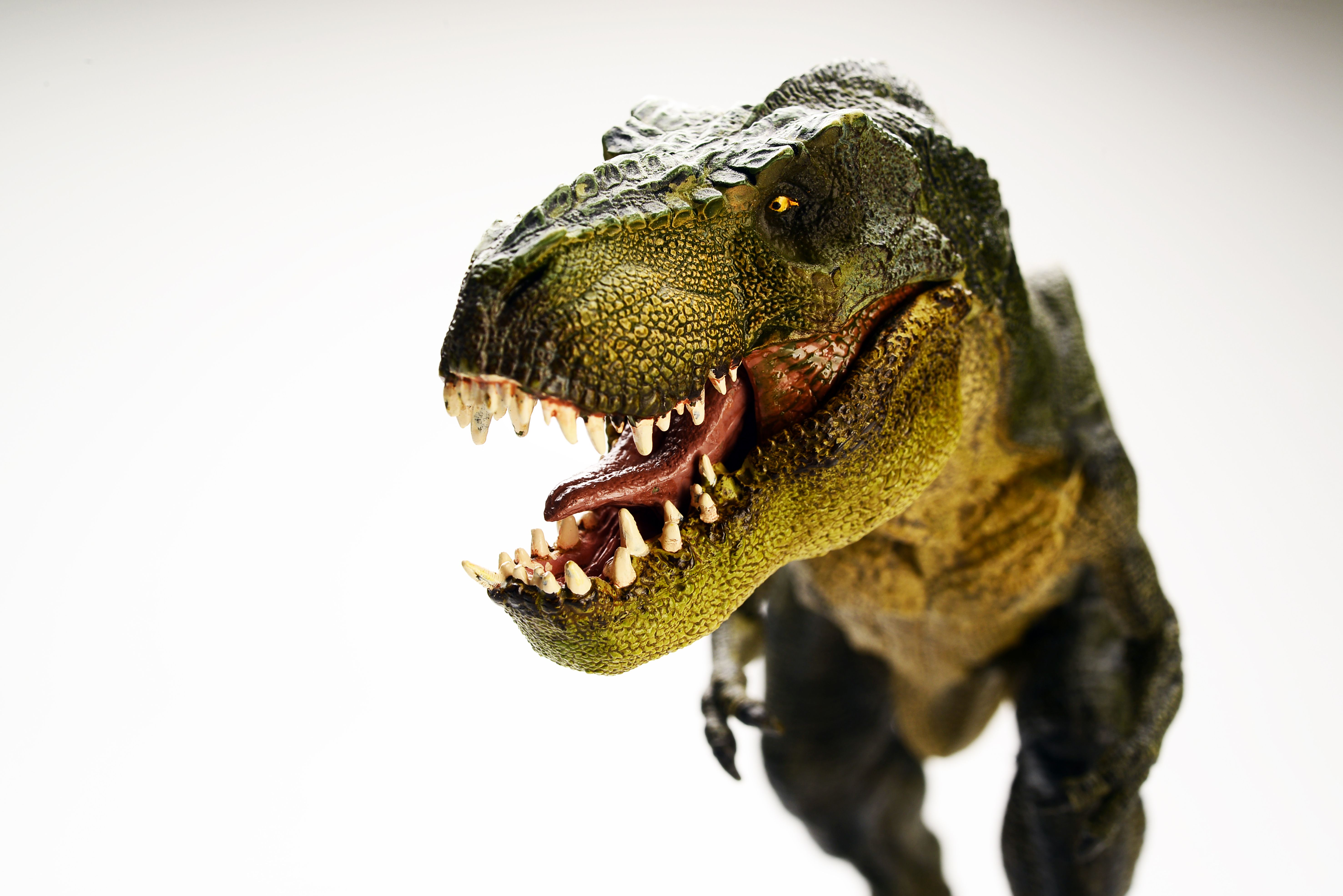 Featured image of post T Rex Wallpaper Hd We have a massive amount of desktop and mobile backgrounds