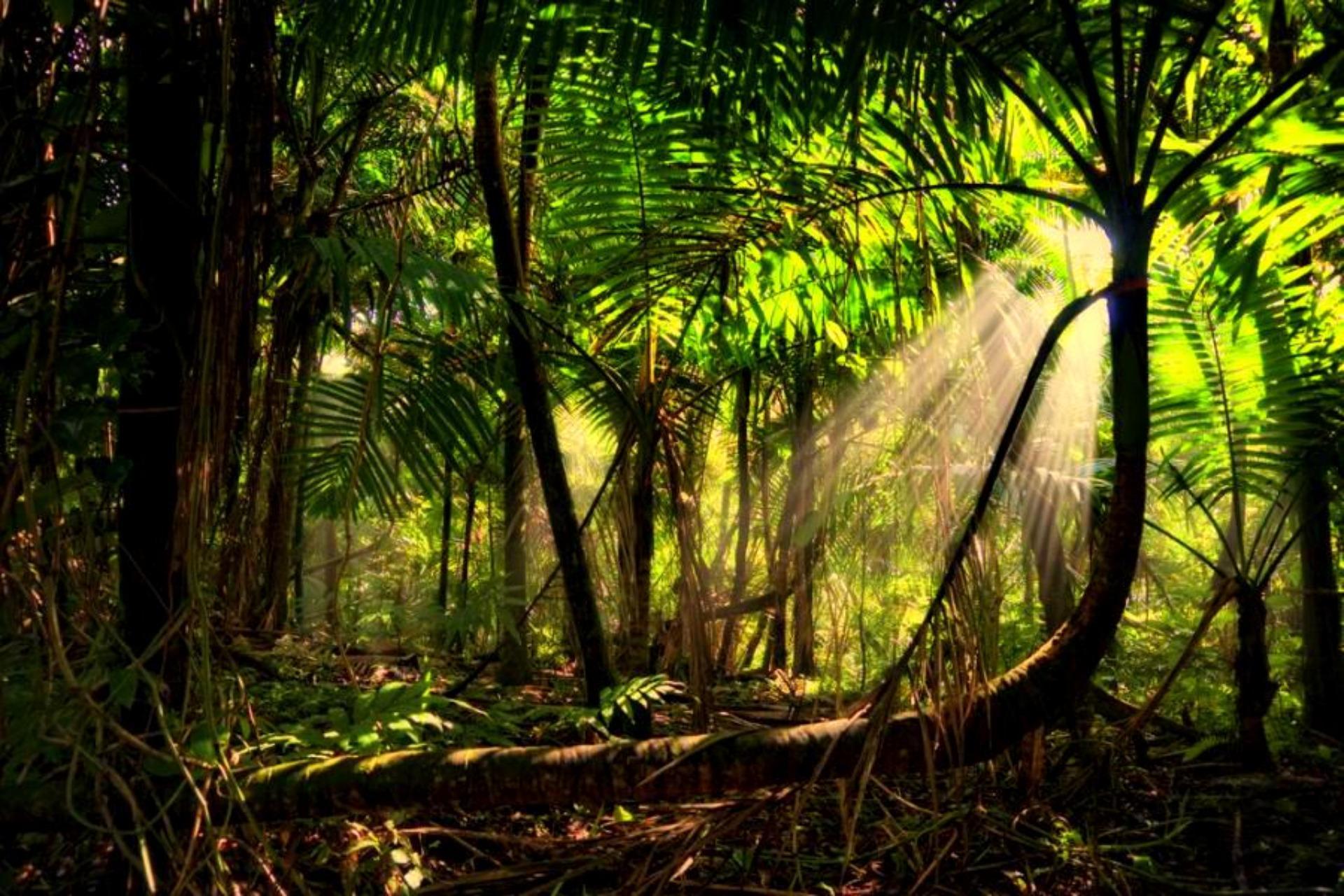 Rainforest HD Wallpaper