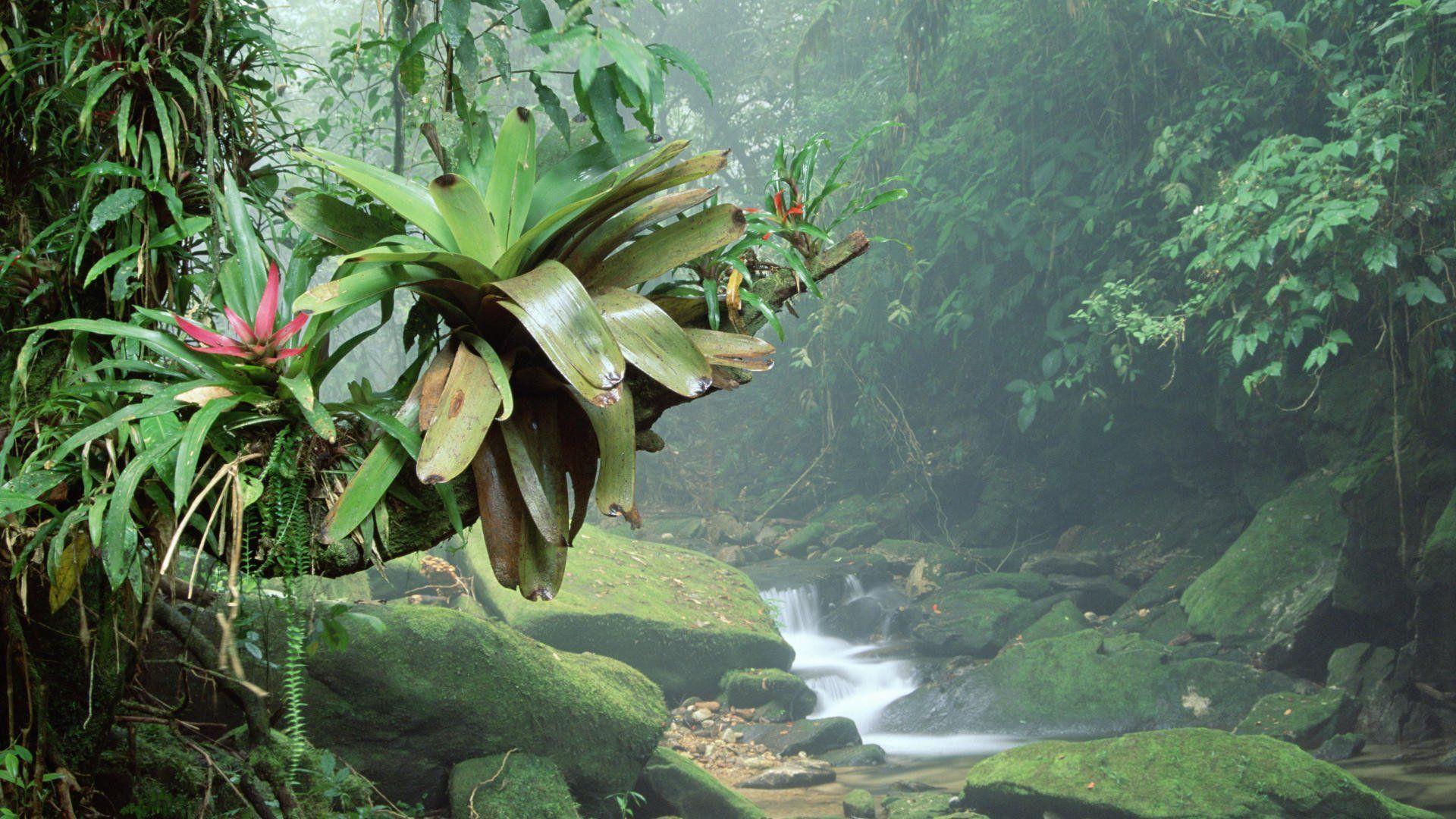 Amazon Rainforest HD Wallpapers - Wallpaper Cave