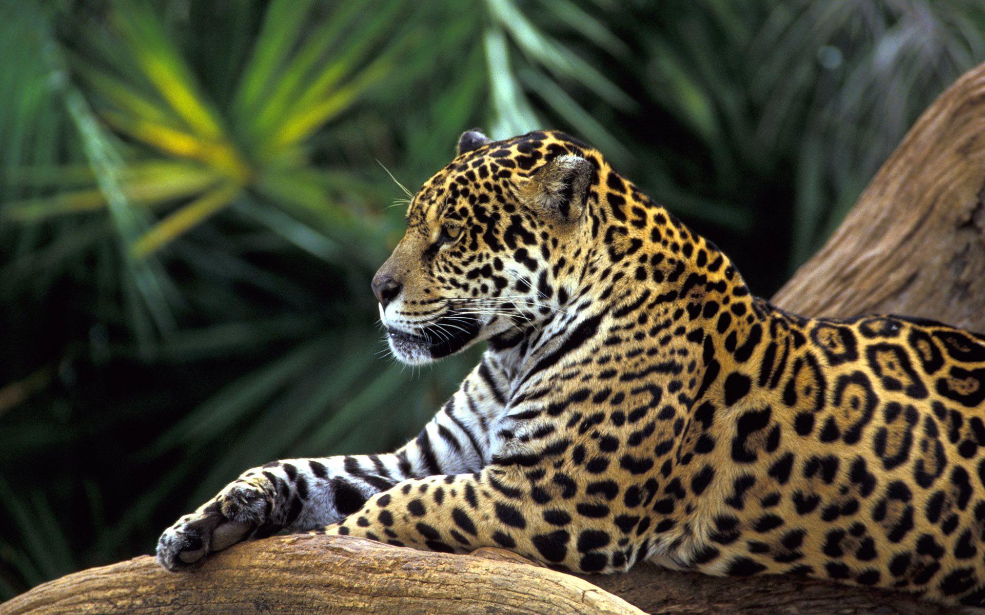 Jaguar in Amazon Rainforest Wallpaper