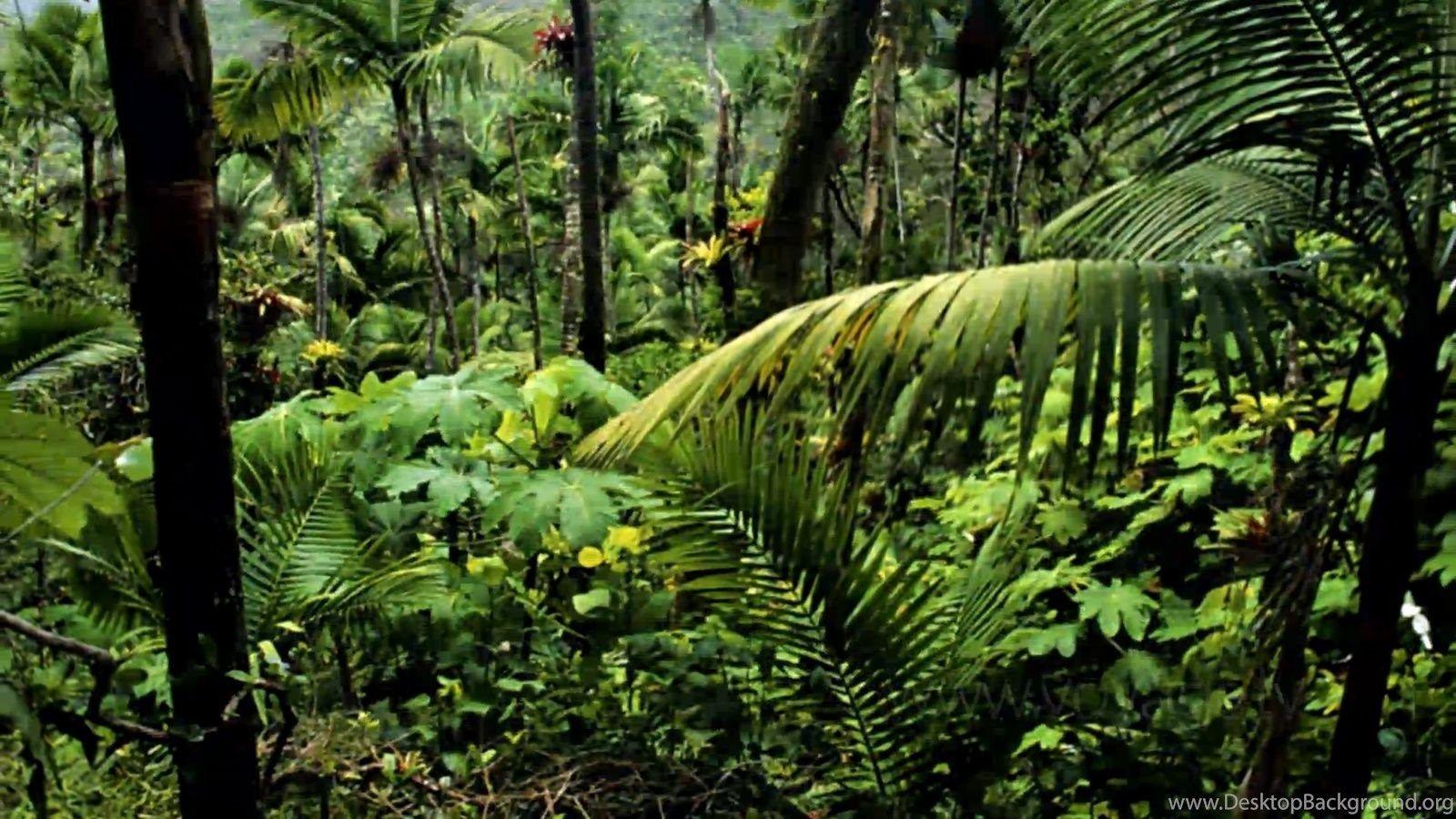 Landscape Of Amazon Rainforest In Autumn HD Wallpaper Landscape