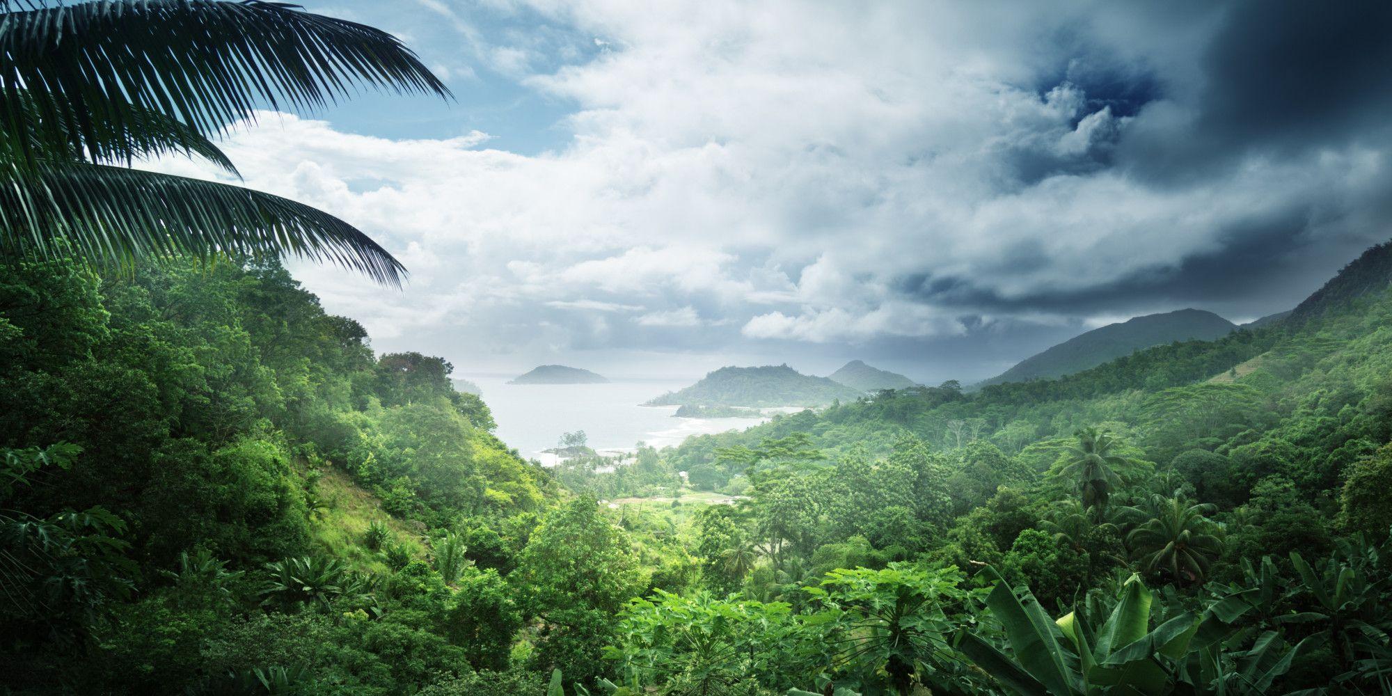 Download Amazon Rainforest image Jaguar Wallpaper HD wallpaper