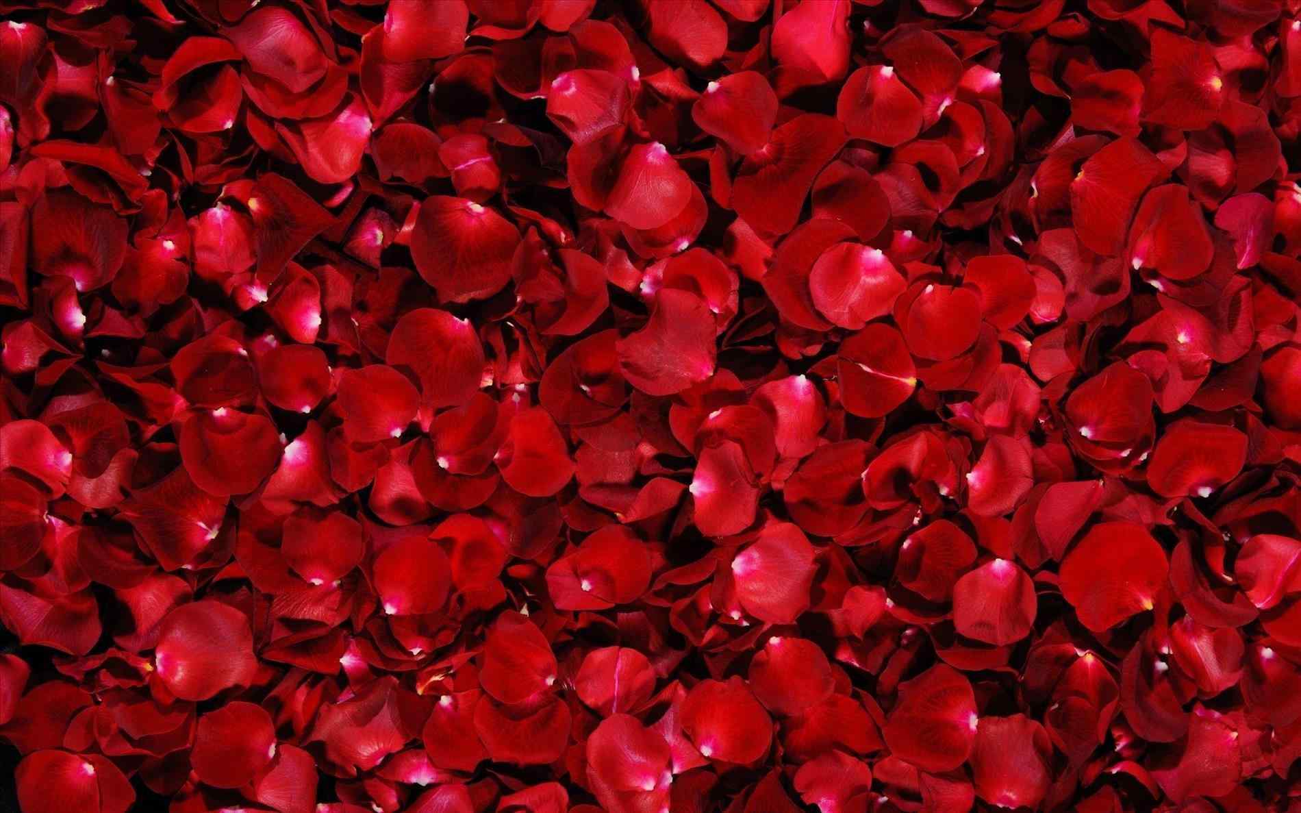 Red Red Roses Background Tumblr Rose Flower Background Wallpaper