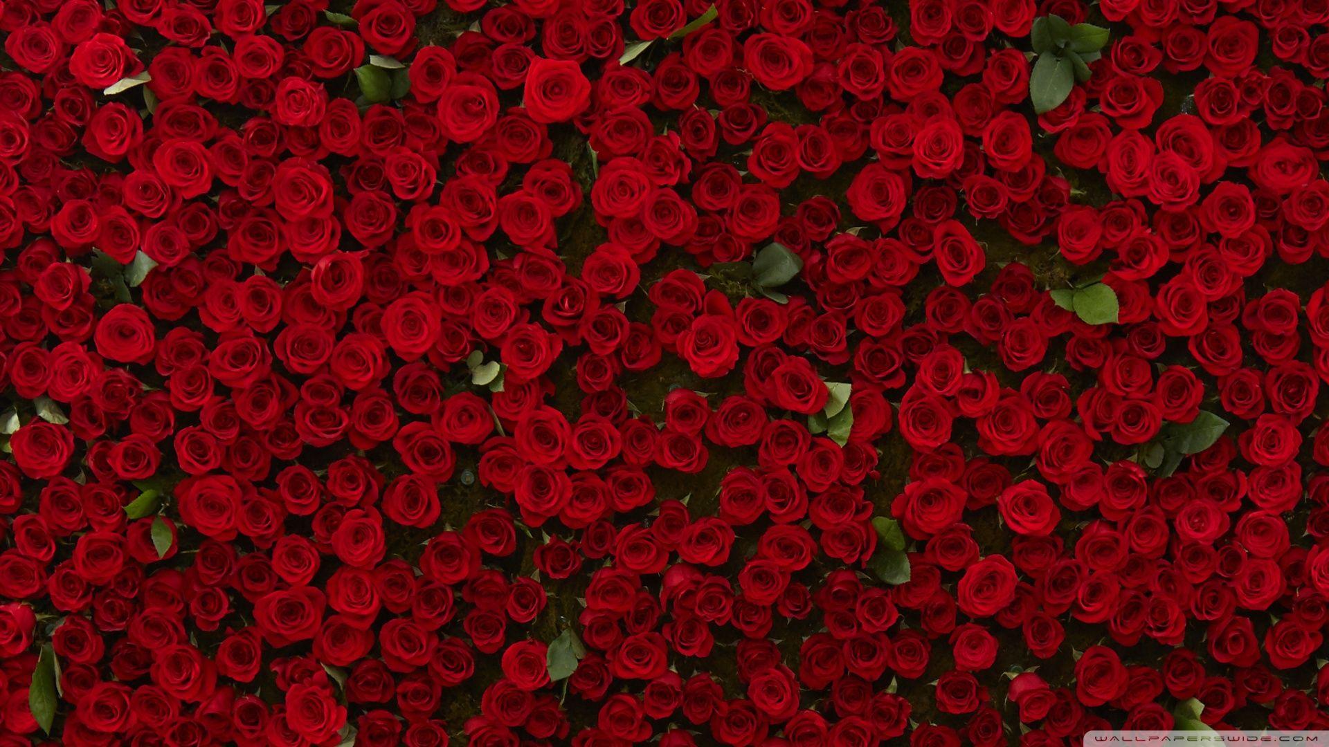 Many Red Roses ❤ 4K HD Desktop Wallpaper for 4K Ultra HD TV • Wide